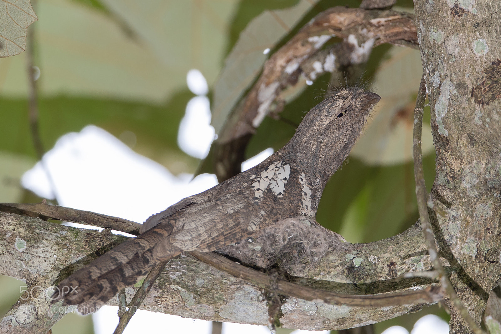 Canon EOS-1D X Mark II sample photo. Blyth’s frogmouth@thailand. photography
