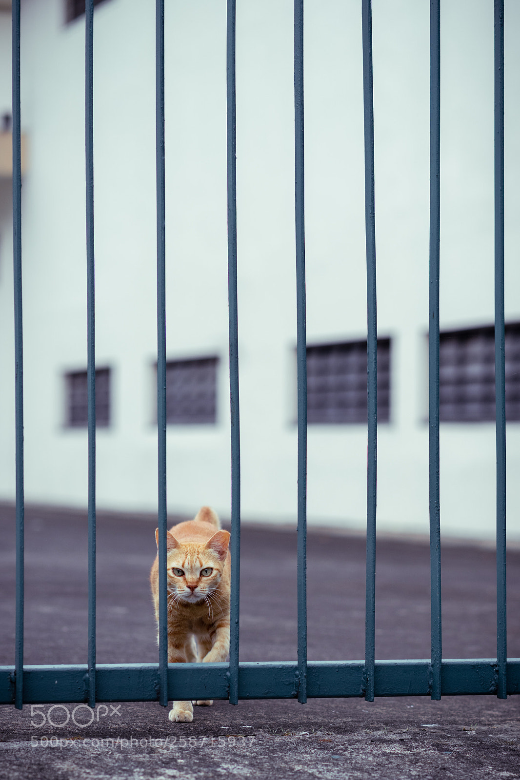 Sony a7 III sample photo. Ferocious feline photography