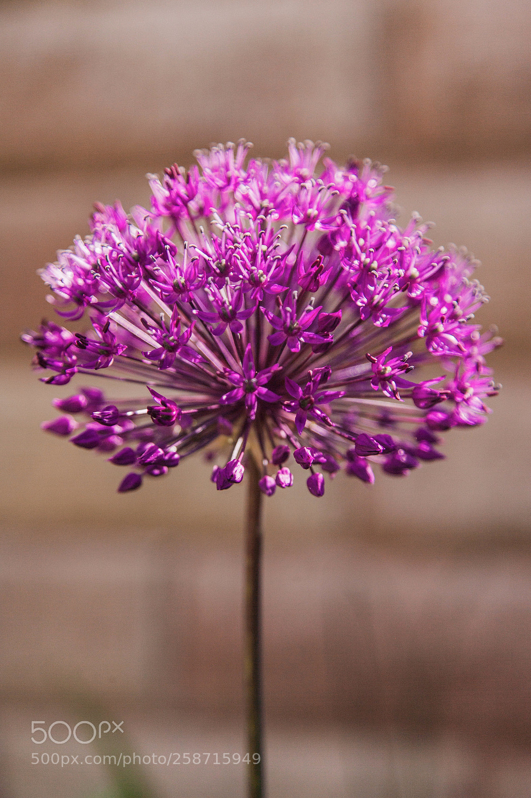 Canon EOS-1Ds Mark II sample photo. Allium photography