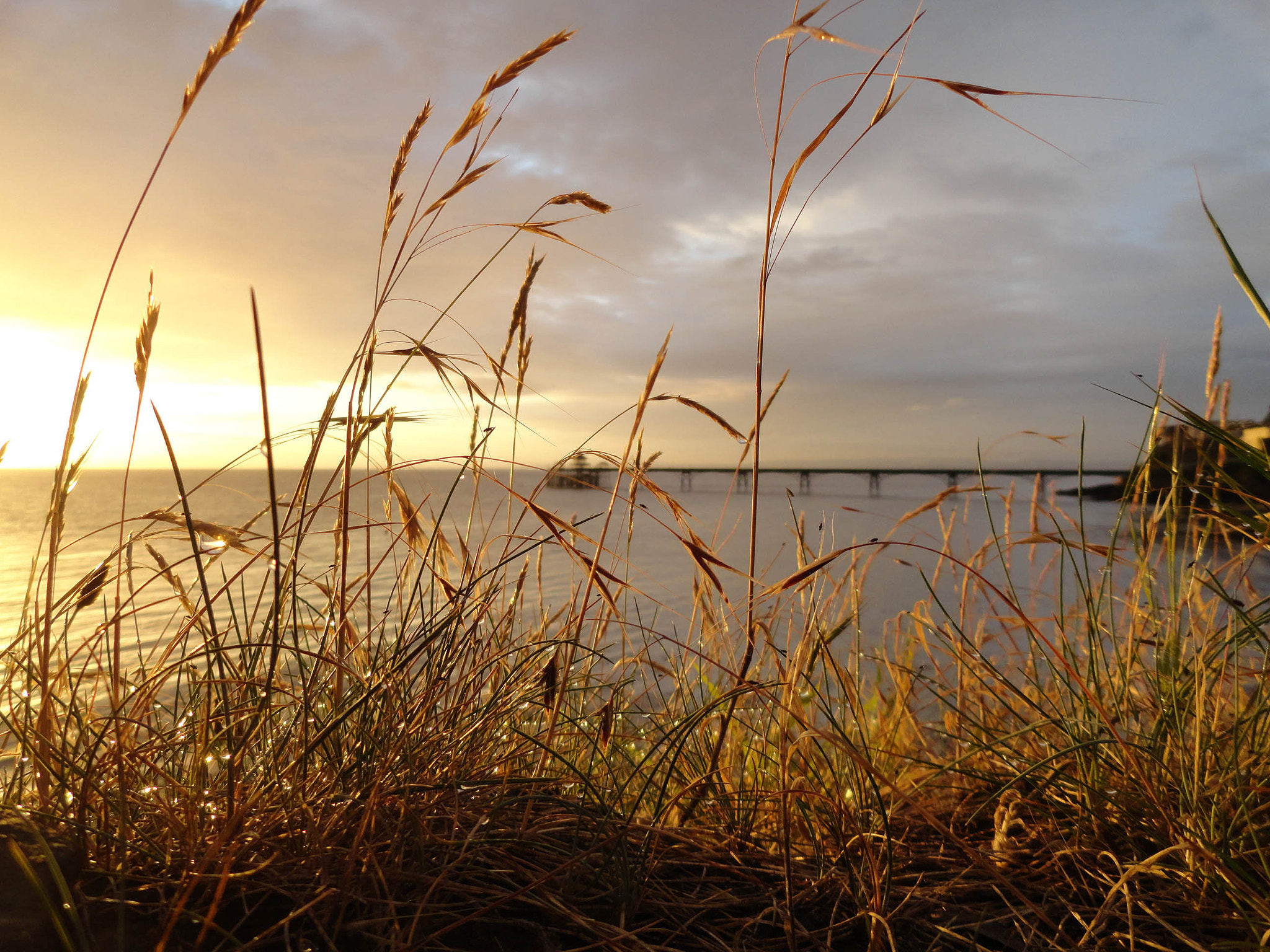 Sony Cyber-shot DSC-H70 sample photo. Sun grass photography