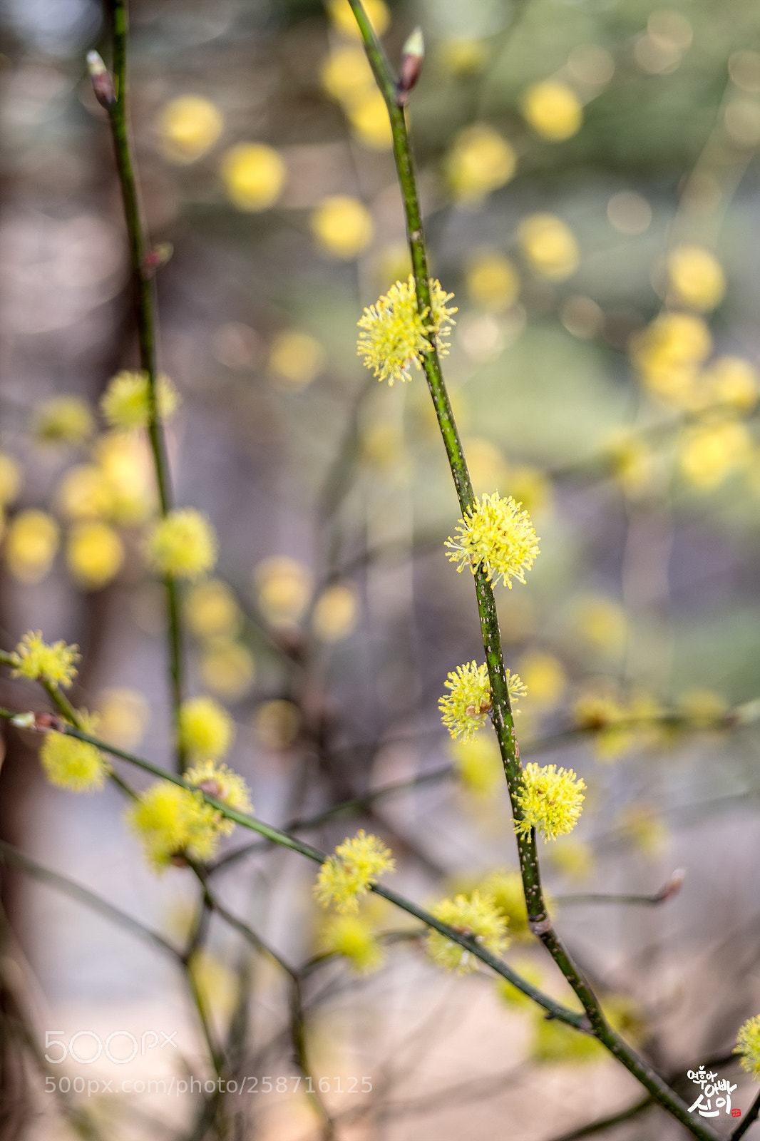 Fujifilm X-T2 sample photo. Yellow flower photography