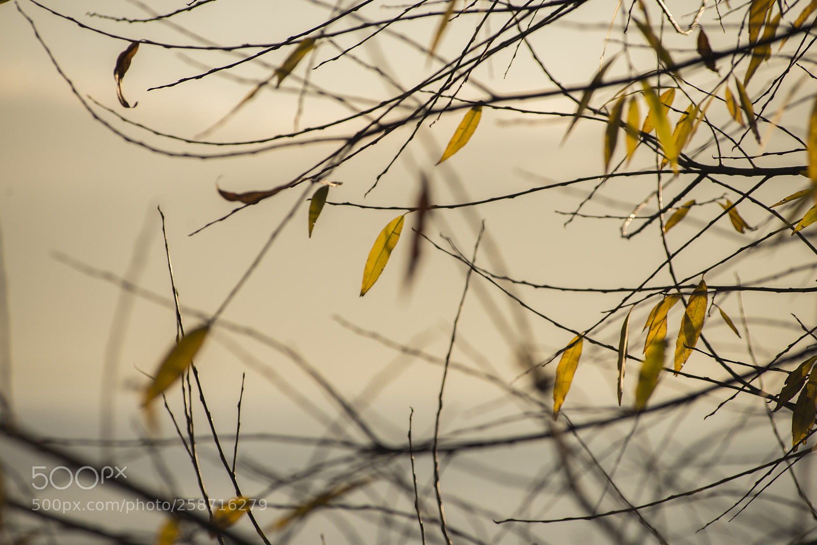 Nikon D600 sample photo. Yellow leaves in morning photography