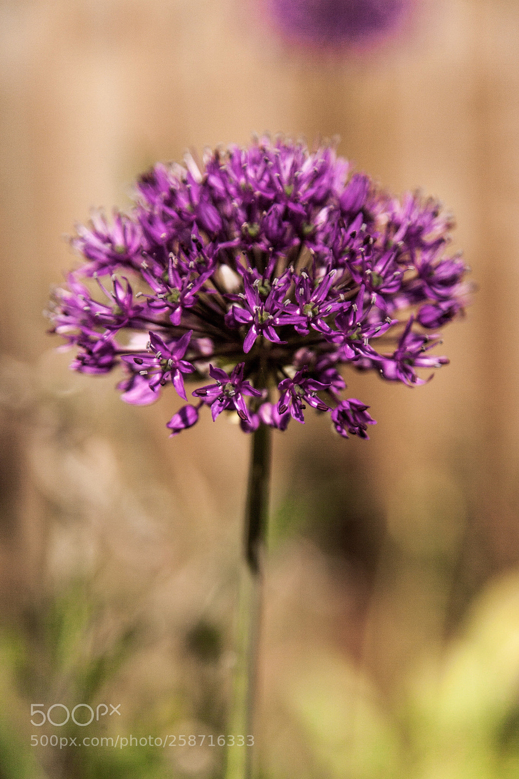 Canon EOS-1Ds Mark II sample photo. Allium photography
