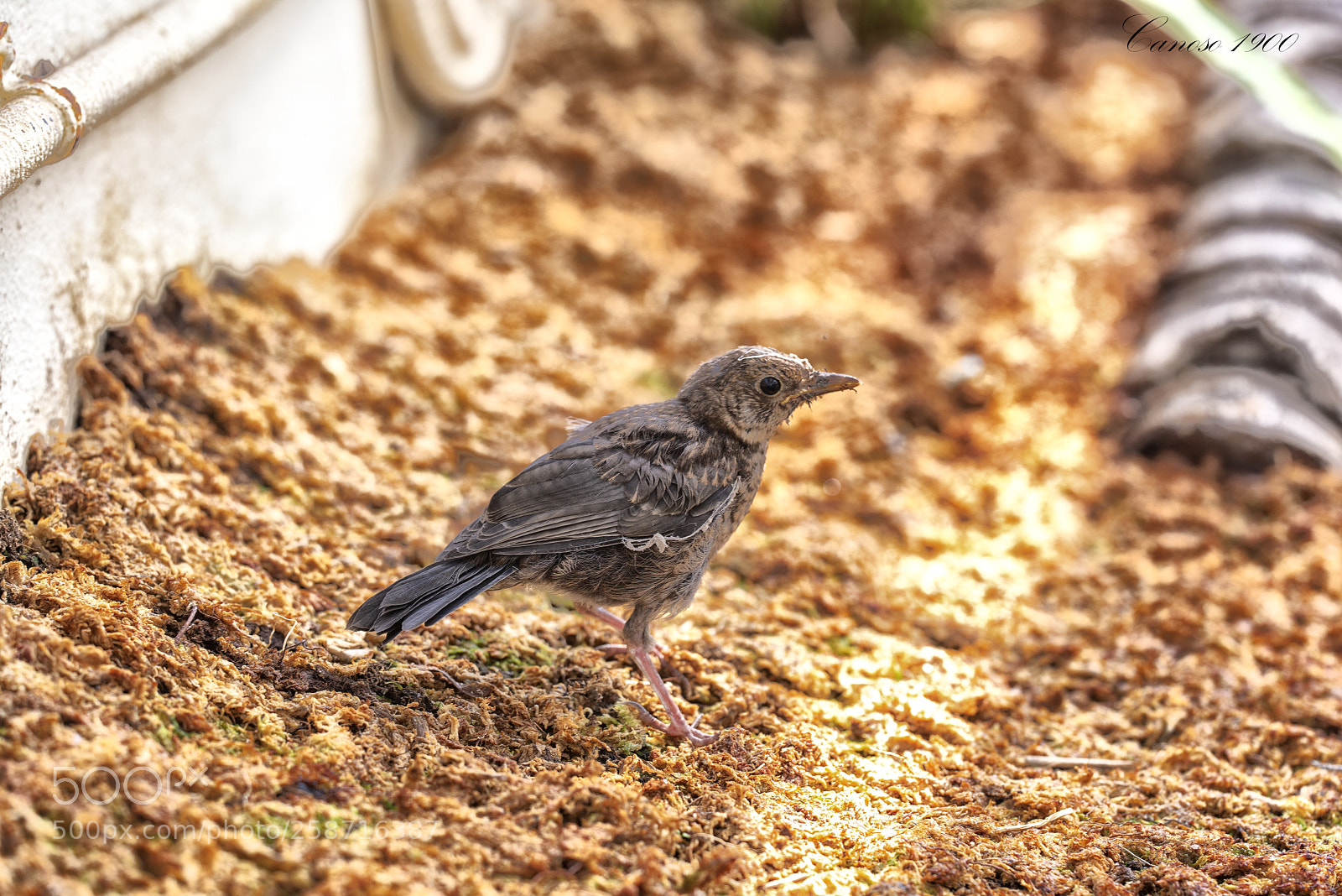 Nikon D810 sample photo. Pajaro photography