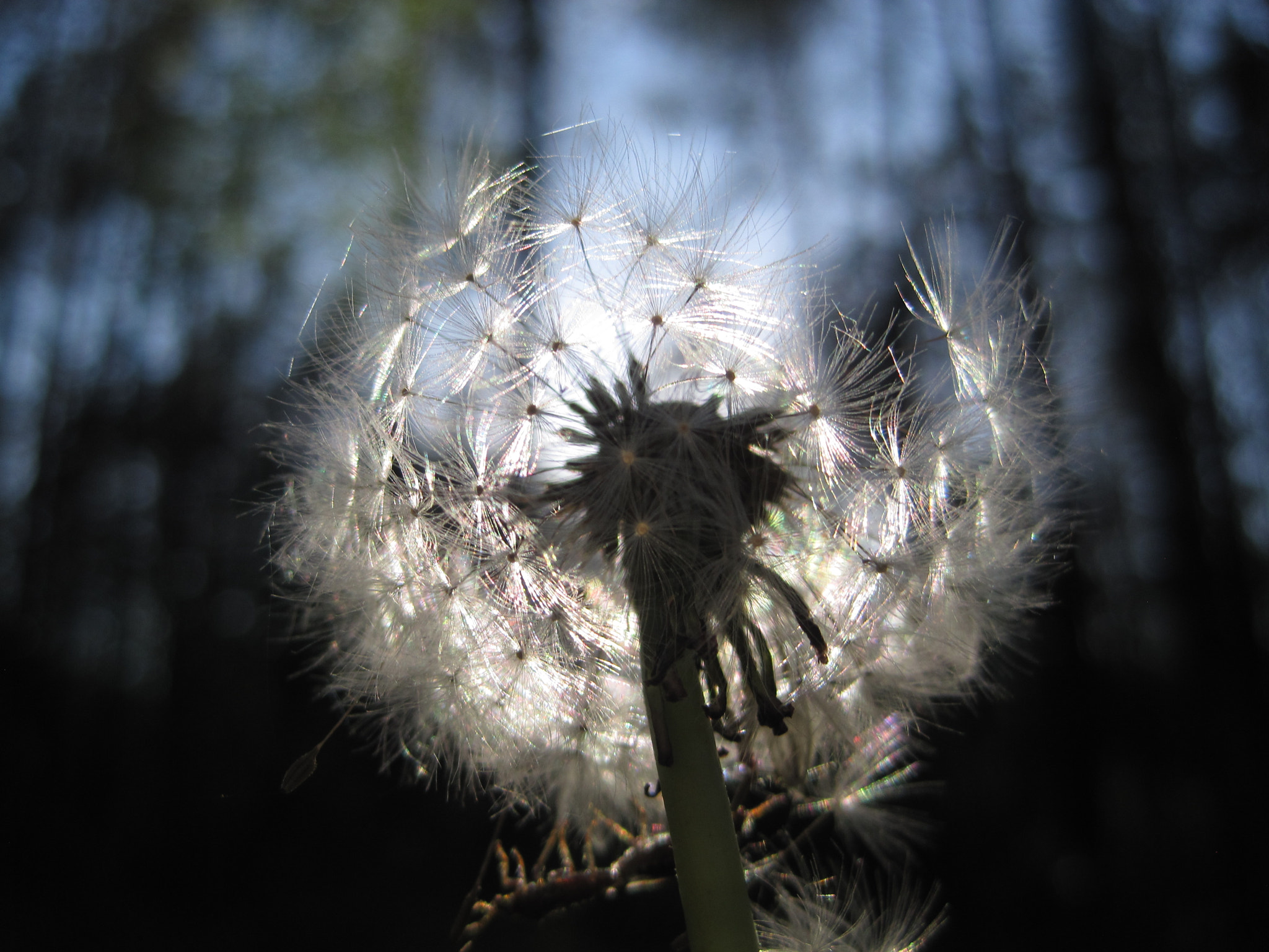 Canon PowerShot SD1200 IS (Digital IXUS 95 IS / IXY Digital 110 IS) sample photo. Shining dandelion photography