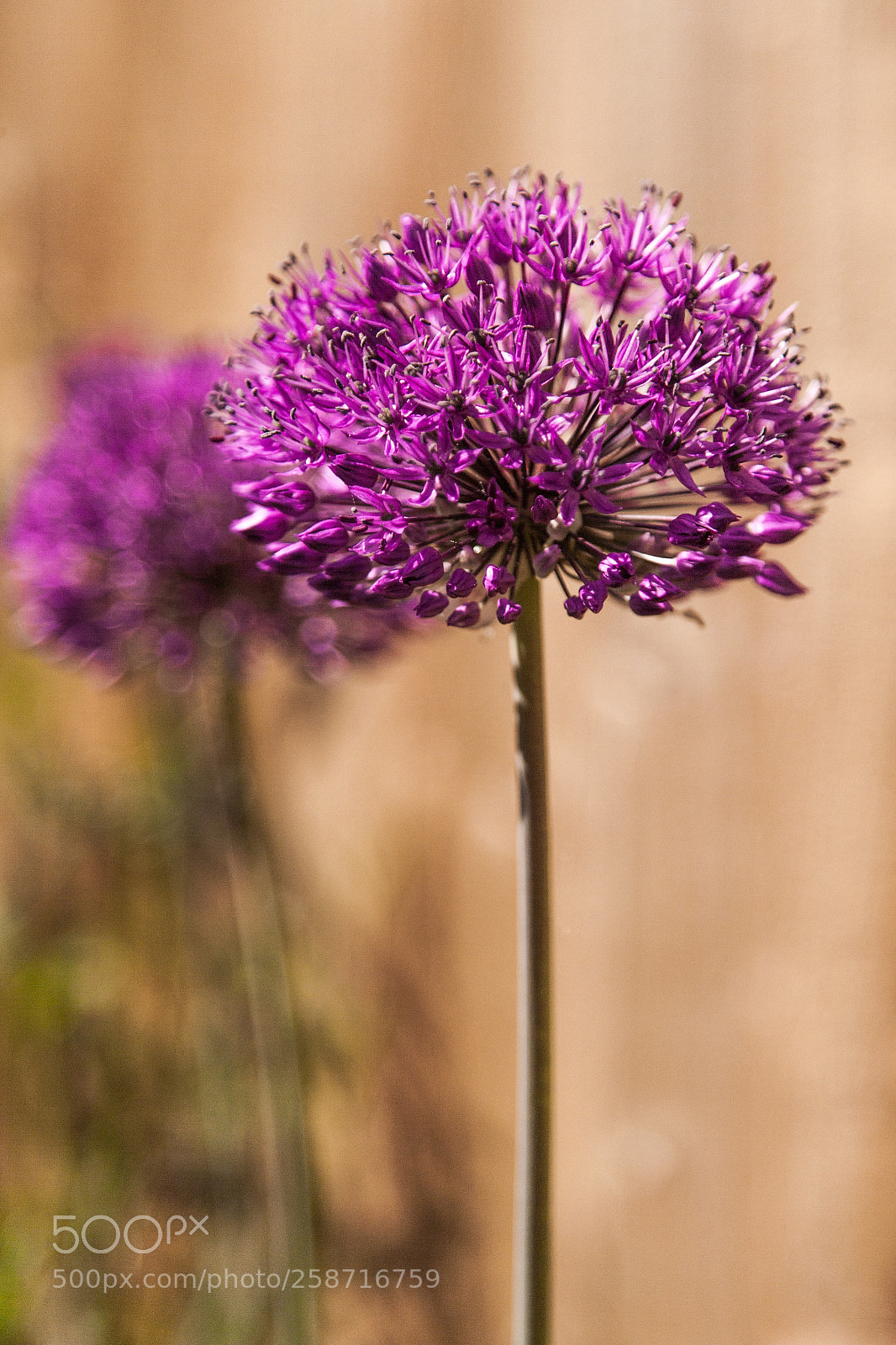 Canon EOS-1Ds Mark II sample photo. Allium (overkill) photography