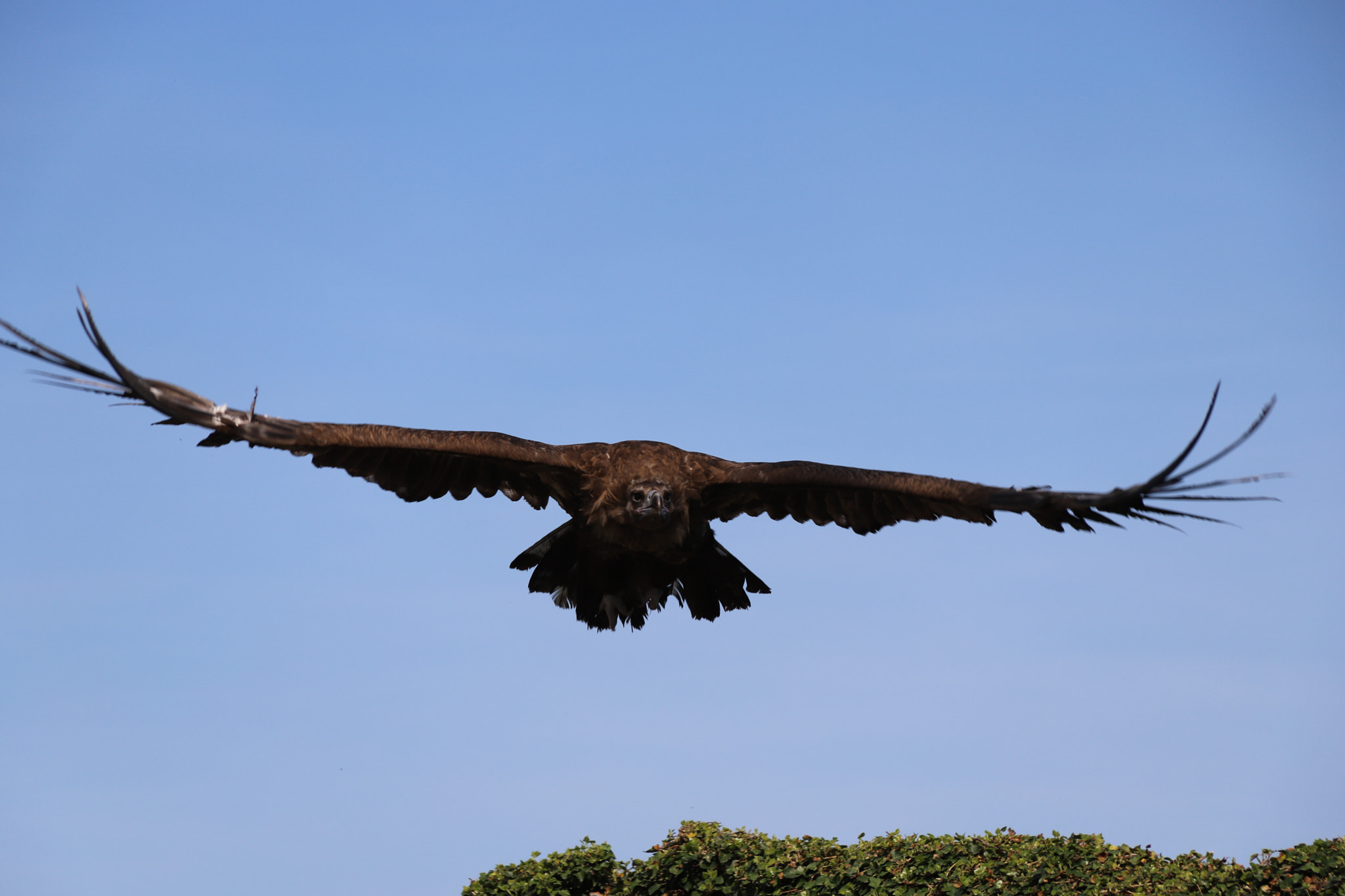 Canon EF 28-135mm F3.5-5.6 IS USM sample photo. Eagle photography