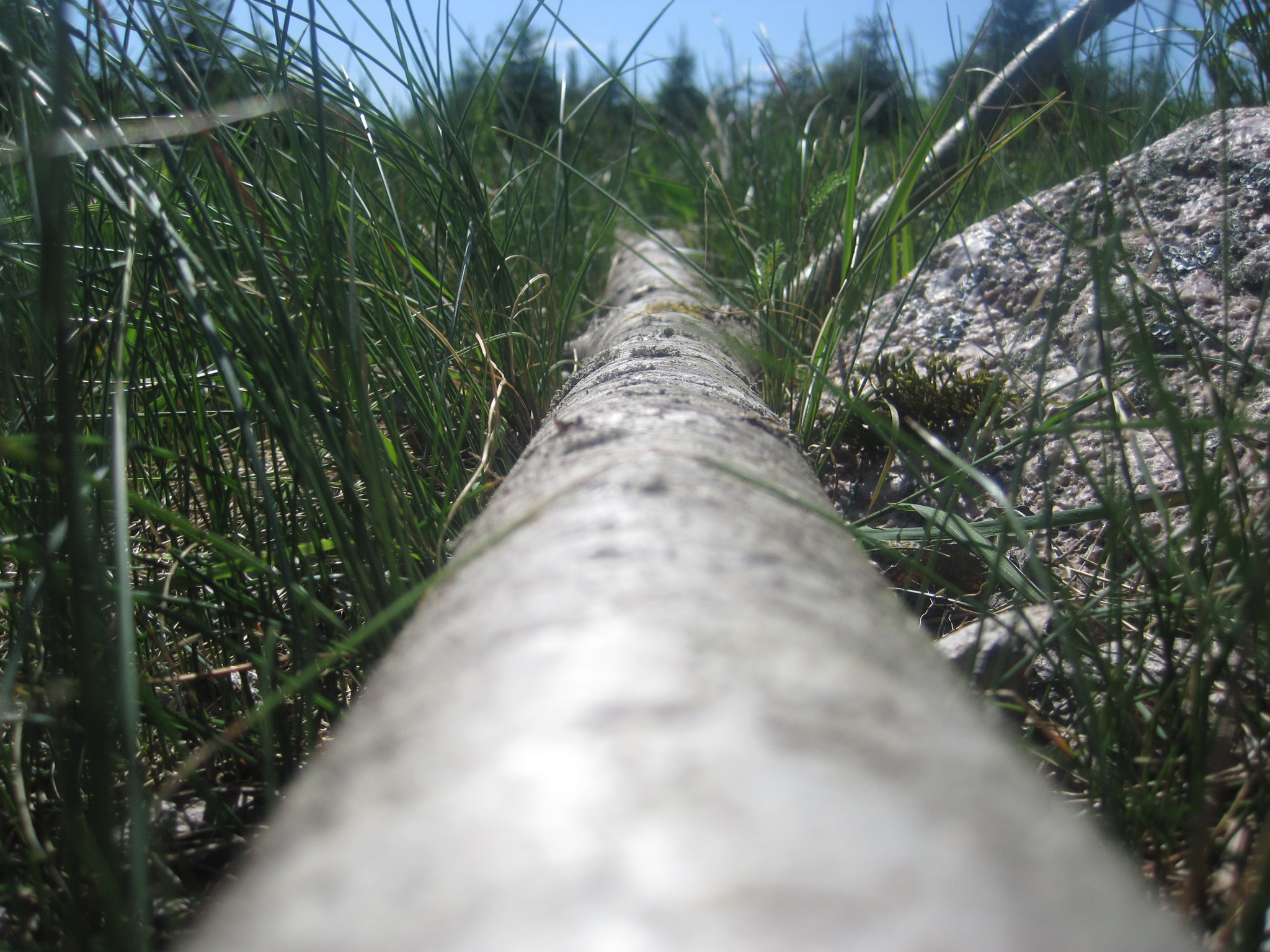 Canon PowerShot SD1200 IS (Digital IXUS 95 IS / IXY Digital 110 IS) sample photo. Fallen tree photography