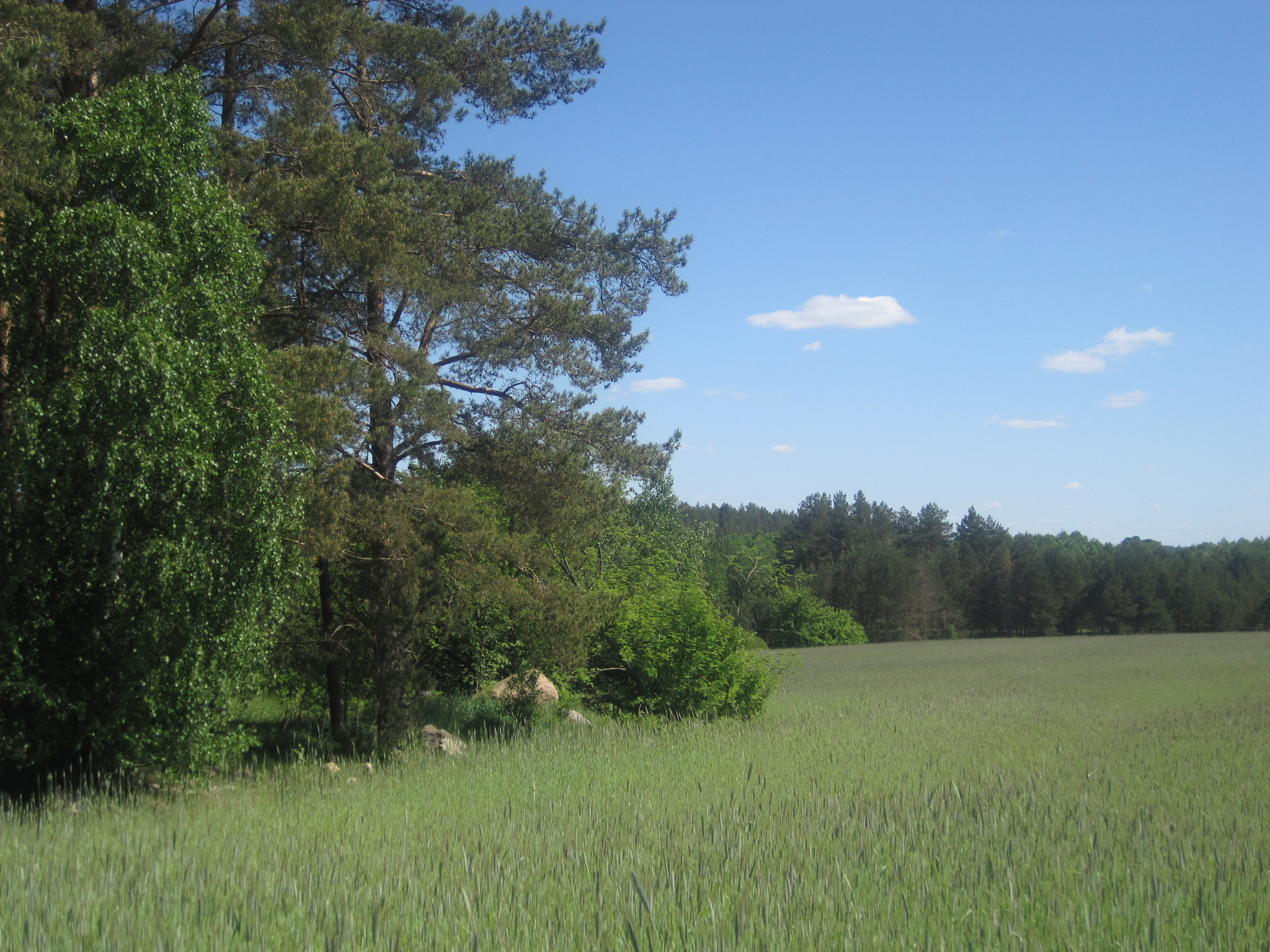 Canon PowerShot SD1200 IS (Digital IXUS 95 IS / IXY Digital 110 IS) sample photo. Growing wheat near a forest photography