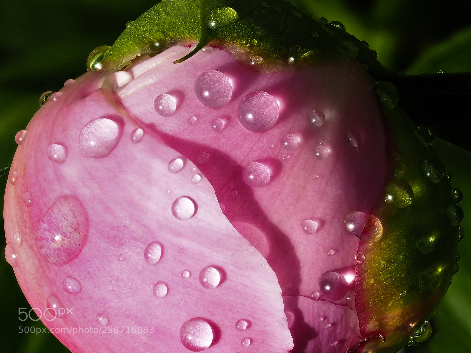 Olympus OM-D E-M5 II sample photo. Peony blossom after a photography