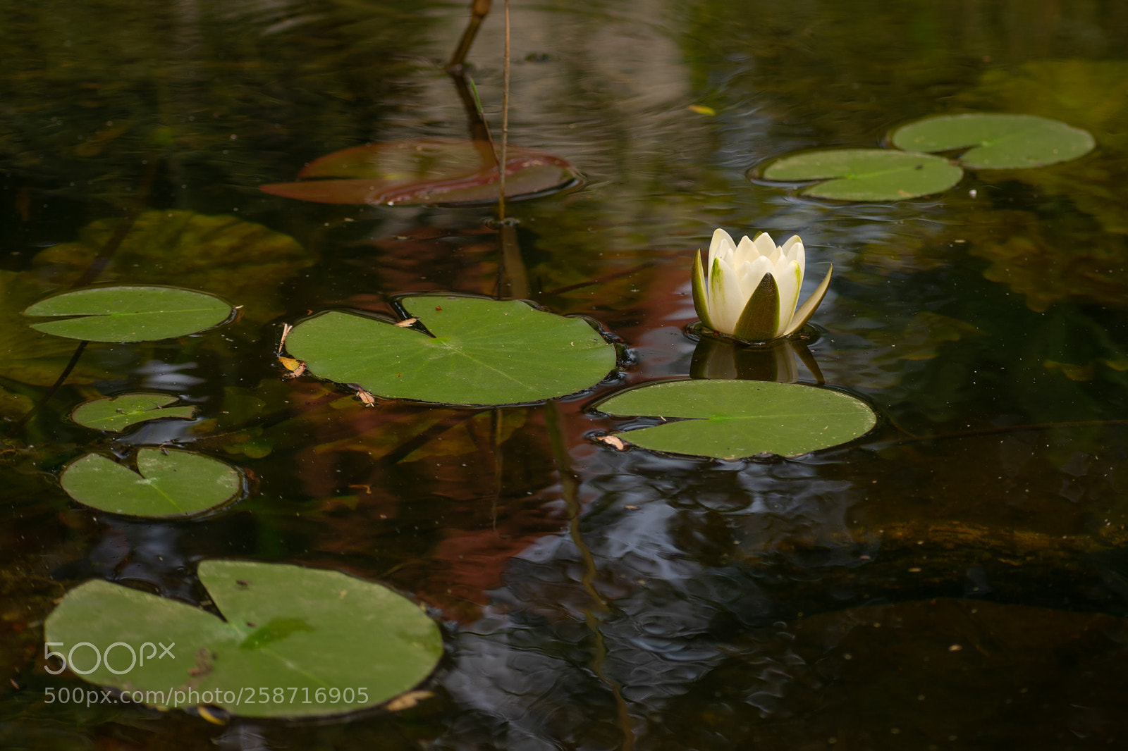 Nikon D3400 sample photo. Alone in the water photography
