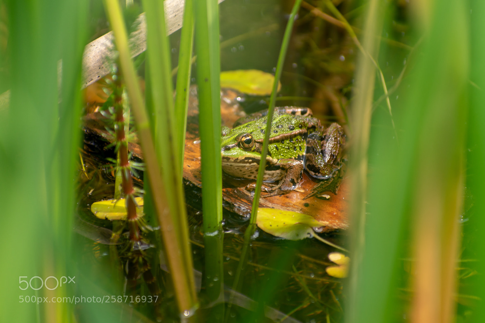 Nikon D3400 sample photo. Lazy frog photography