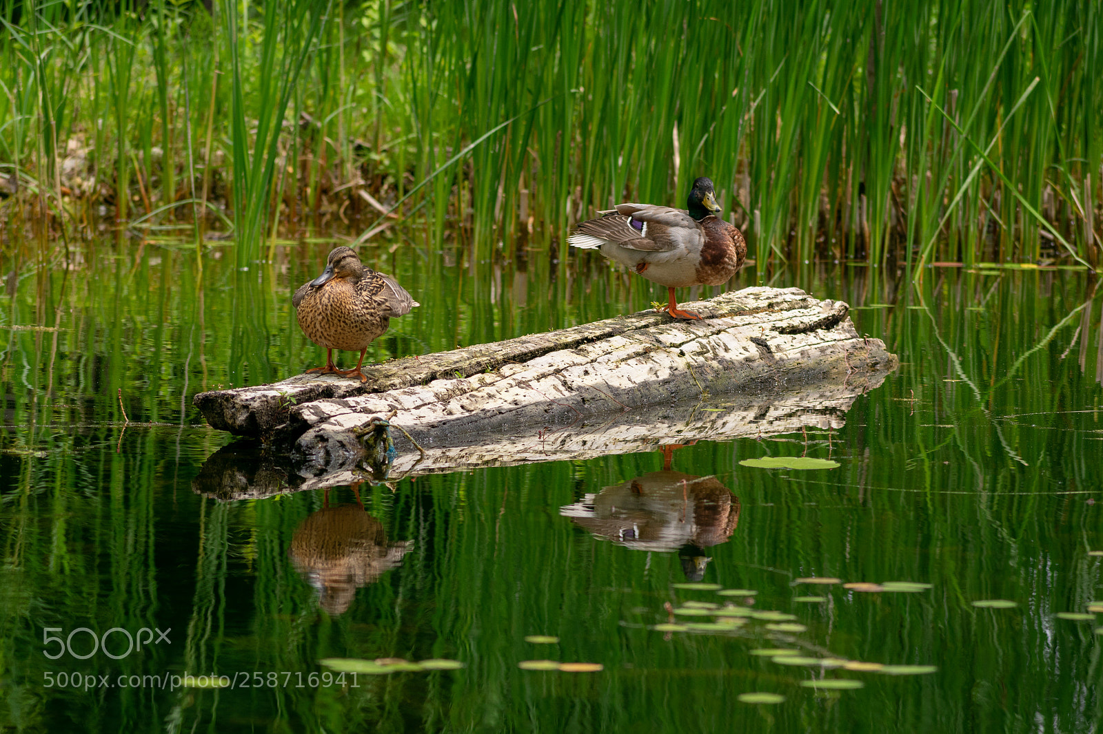 Nikon D3400 sample photo. Mallard and his wife photography