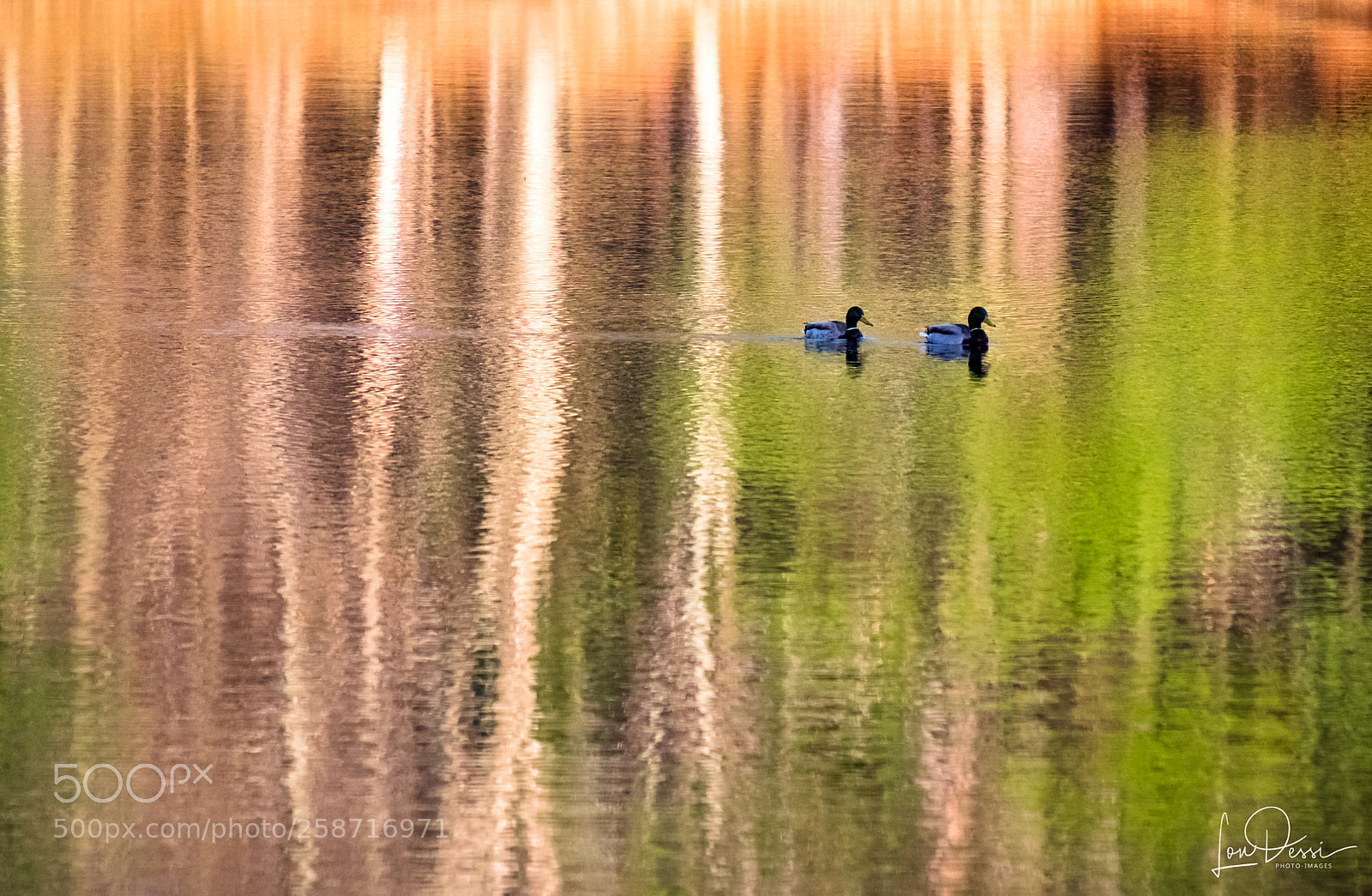 Fujifilm X-T1 sample photo. Ducks on reflections... photography