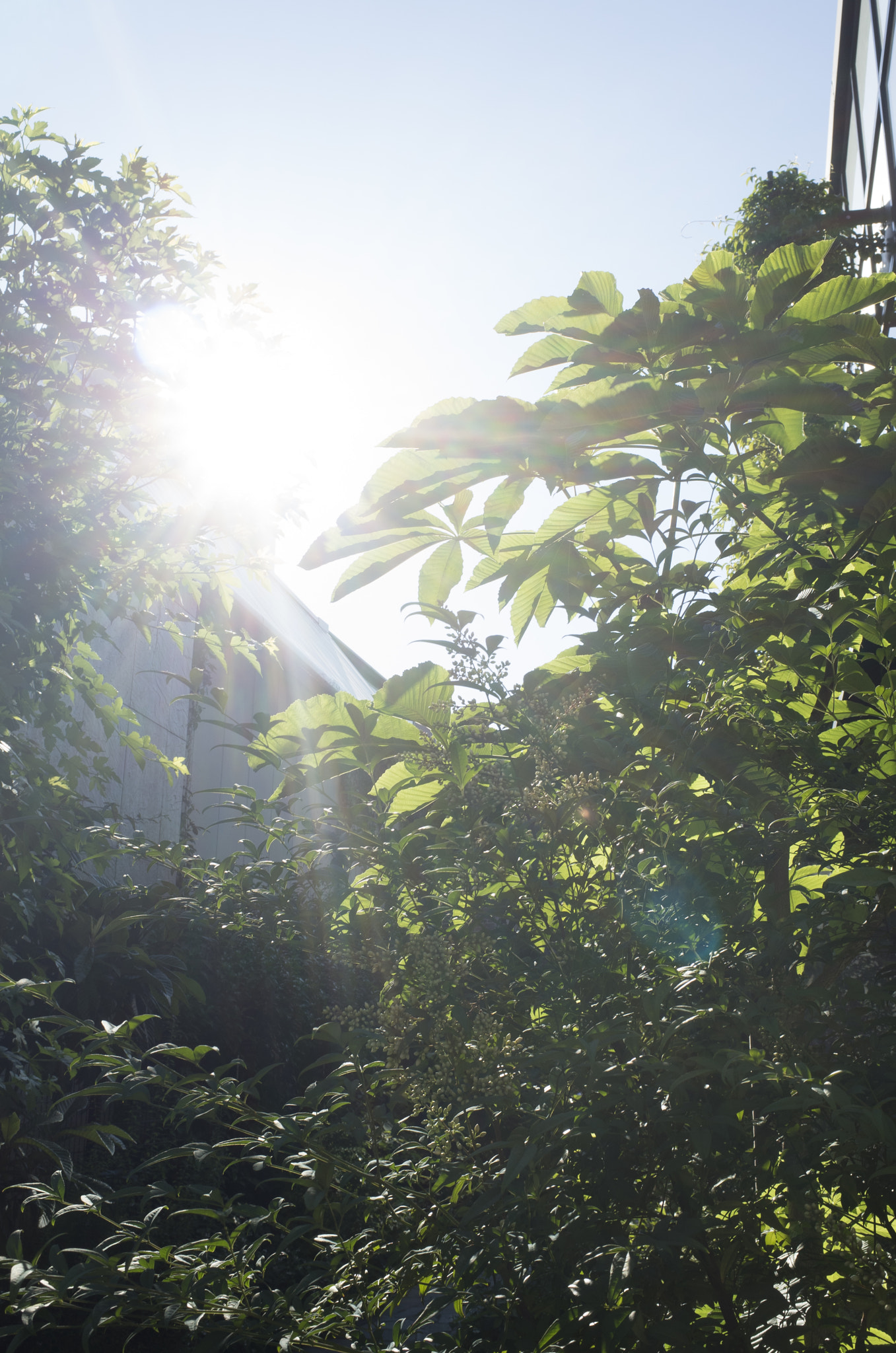 Ricoh GR sample photo. Light and plants photography