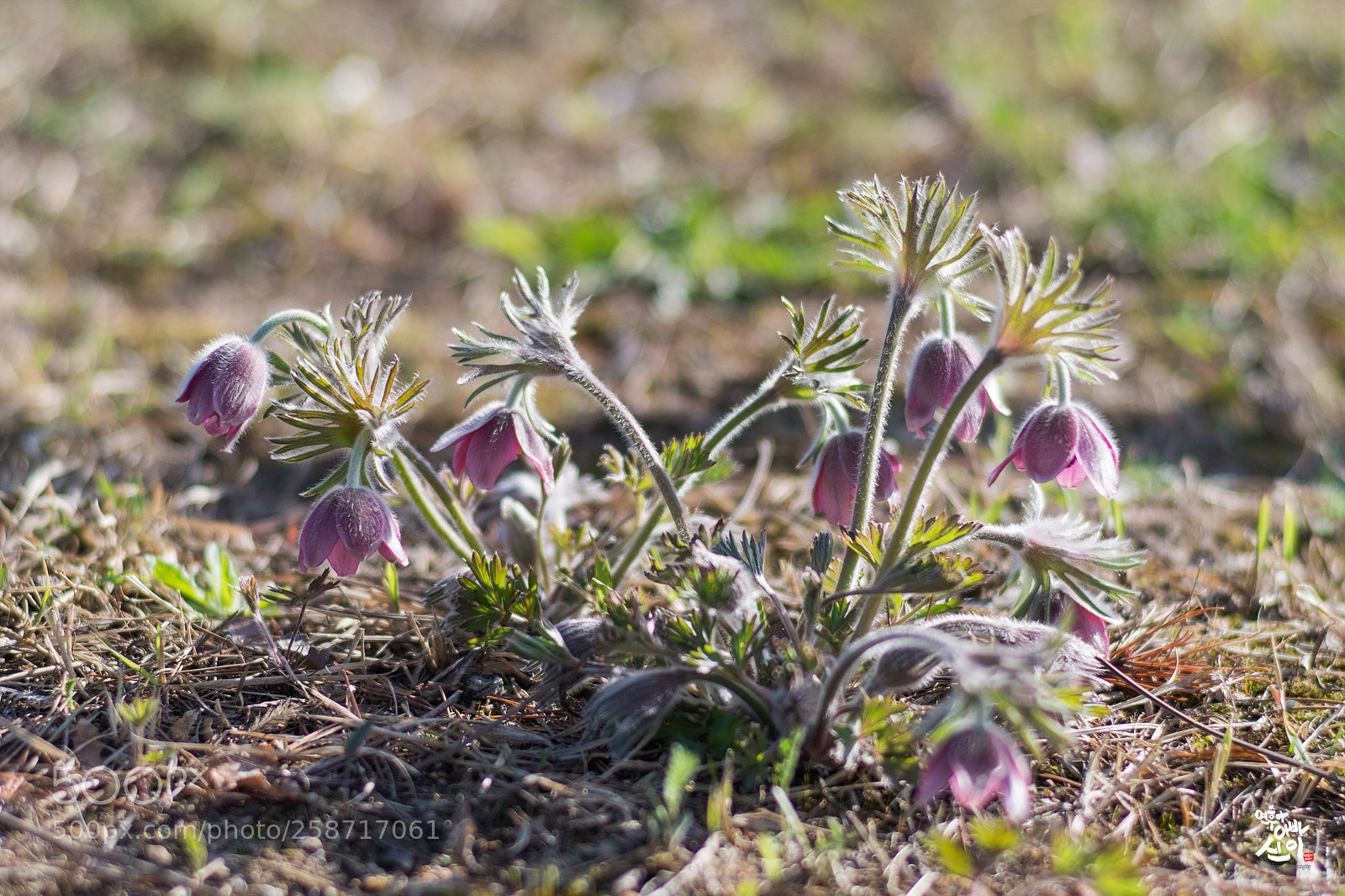 Fujifilm X-T2 sample photo. Korean pasque flower photography