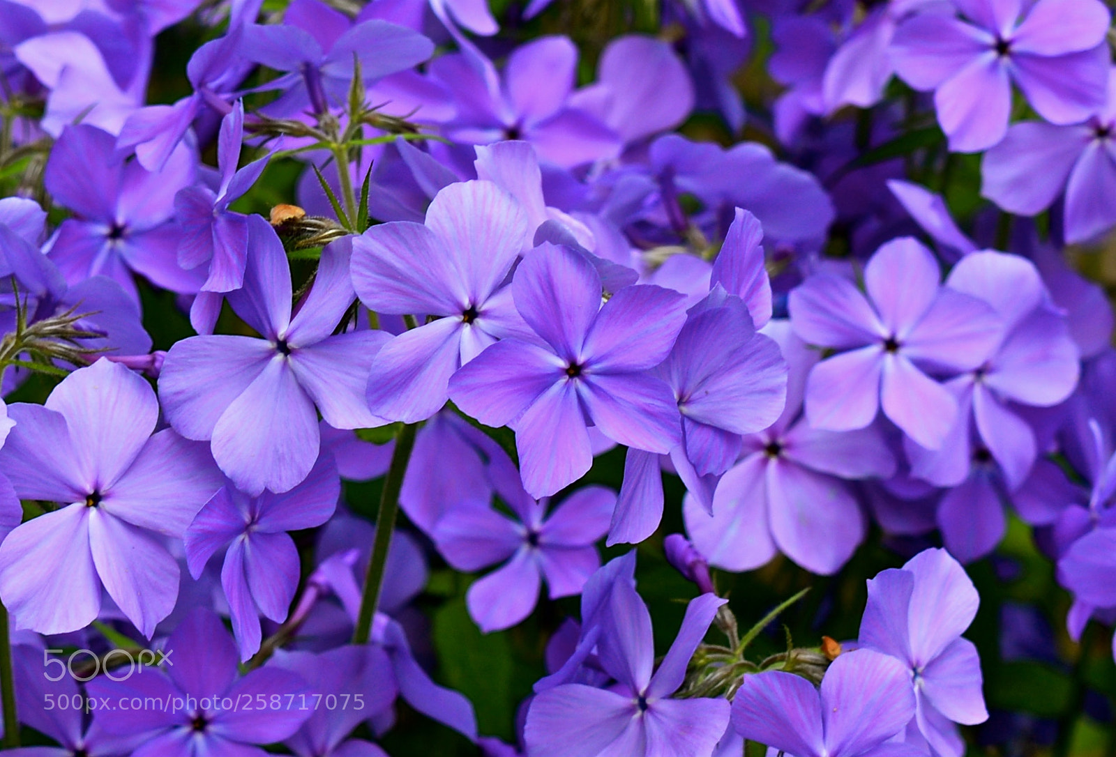 Nikon D600 sample photo. Garden flowers photography