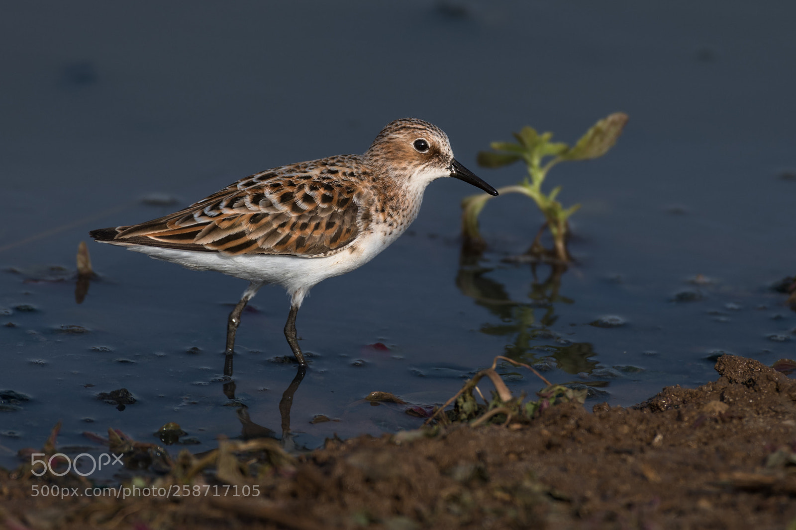 Nikon D850 sample photo. Little stint photography