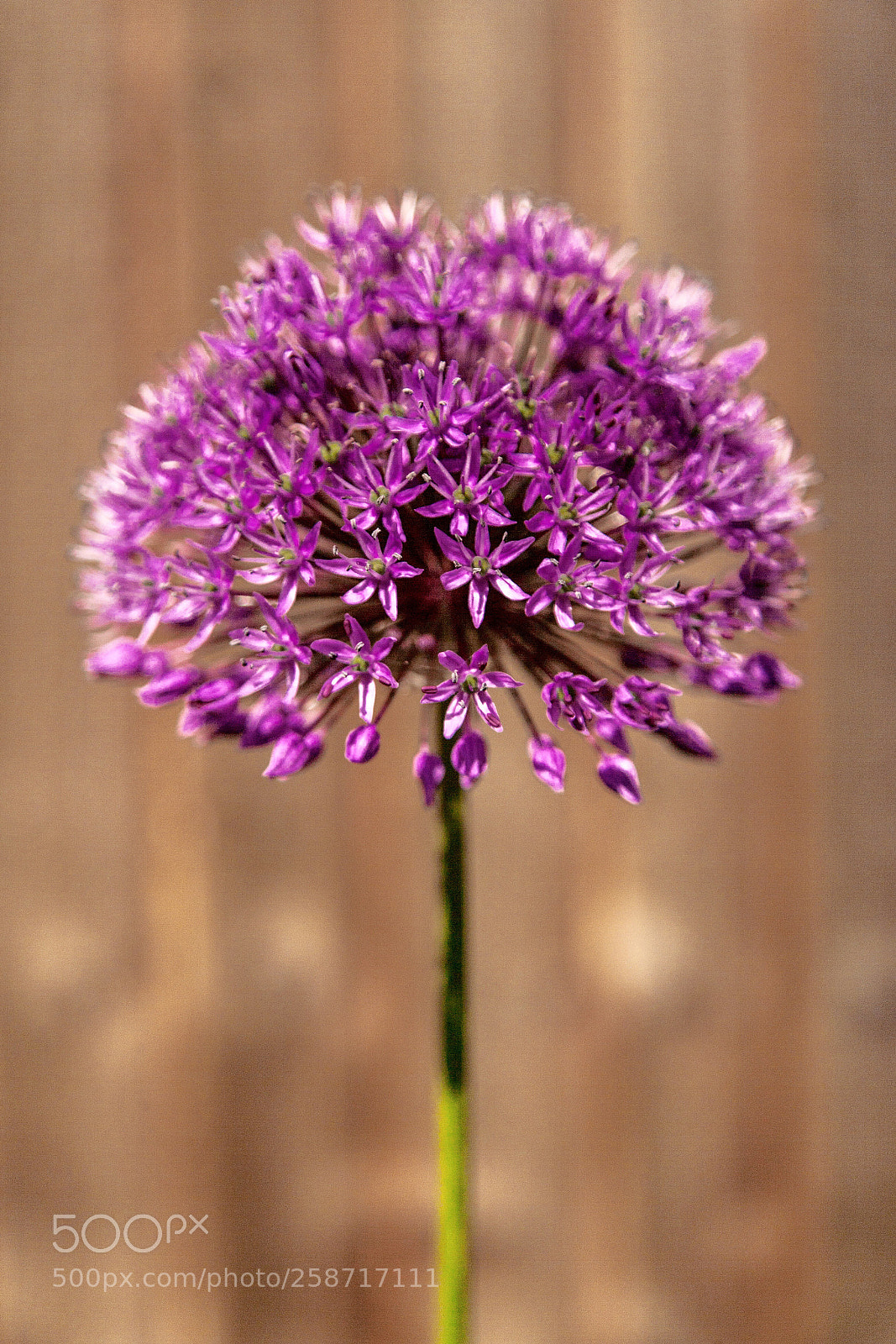 Canon EOS-1Ds Mark II sample photo. Allium again photography