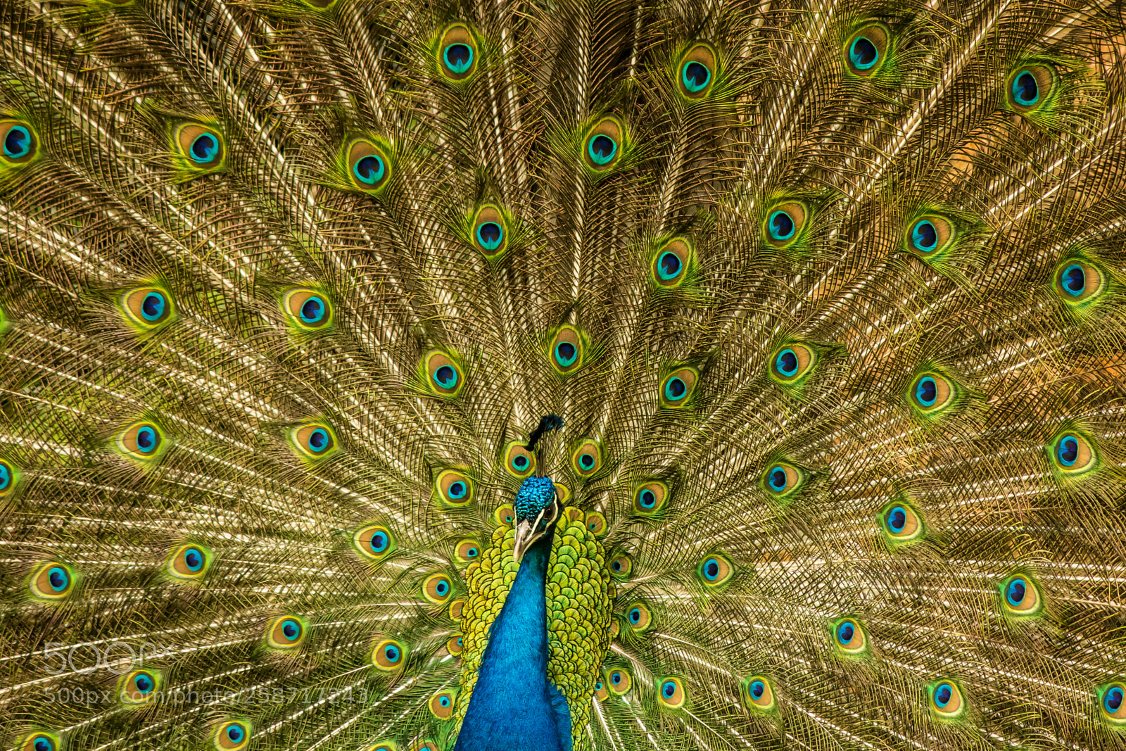 Canon EOS 600D (Rebel EOS T3i / EOS Kiss X5) sample photo. Peacock photography