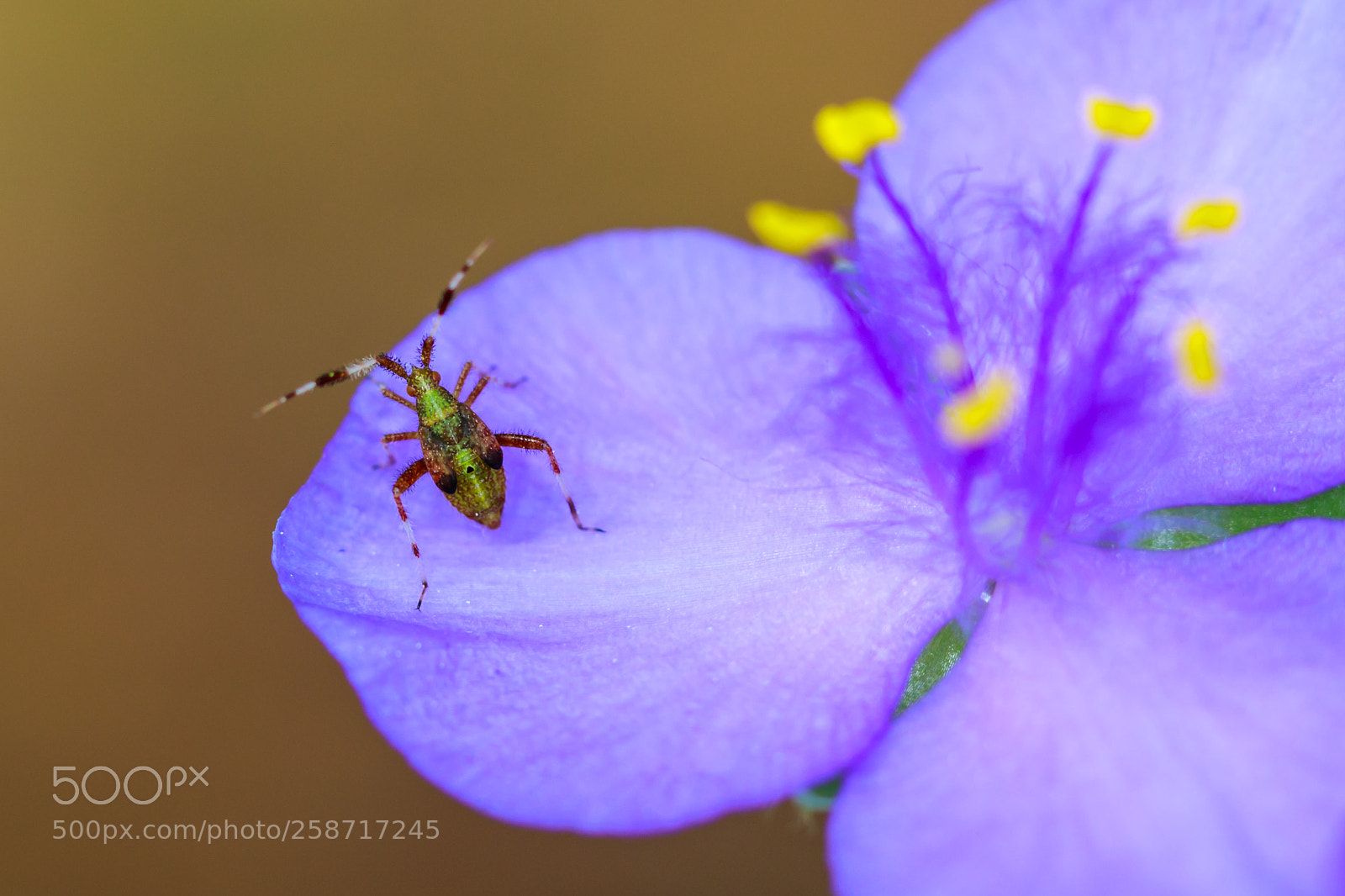 Canon EOS 5D Mark IV sample photo. Glitter weevil? photography