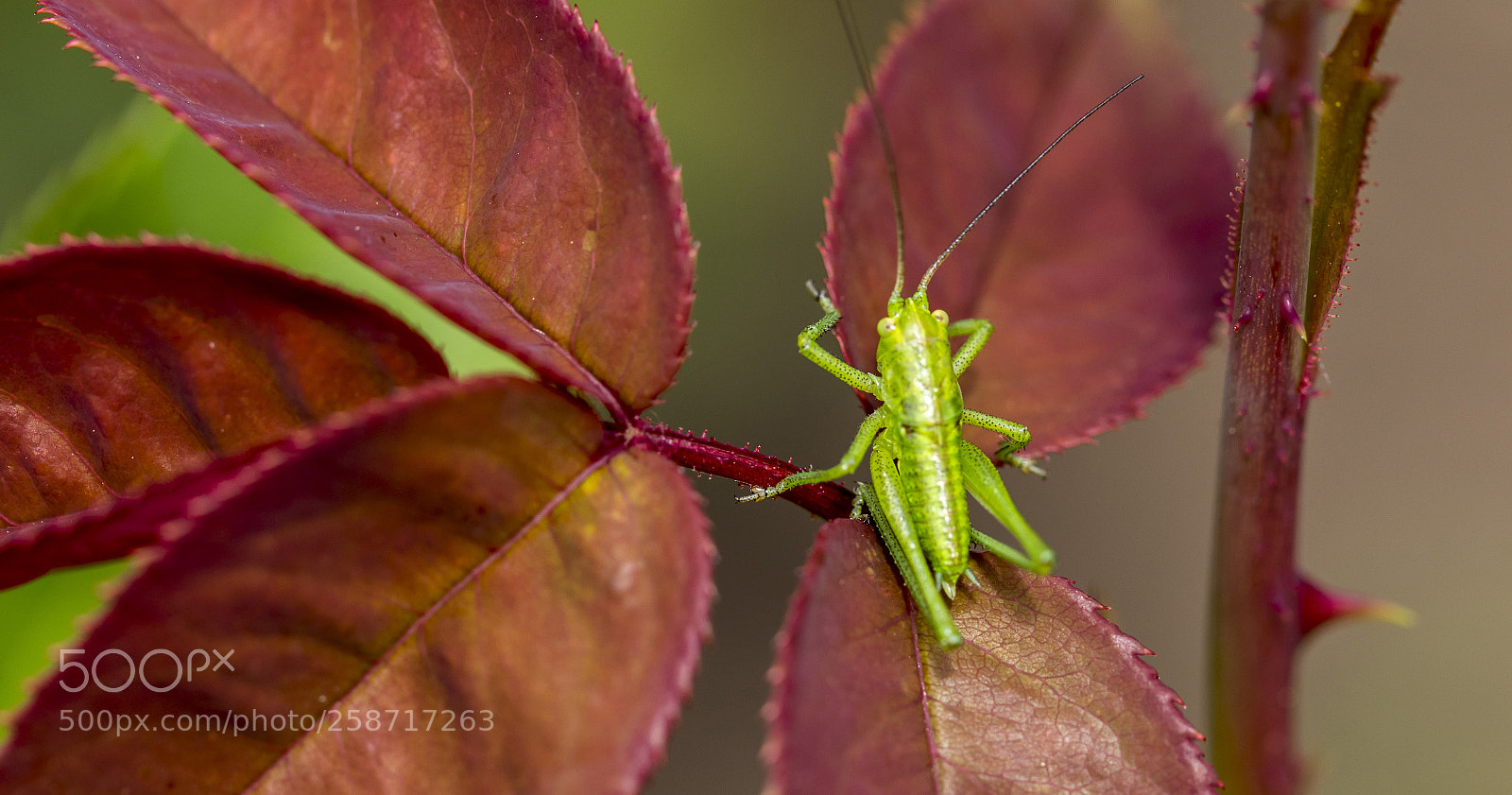 Canon EOS 7D Mark II sample photo. Ever green ... photography