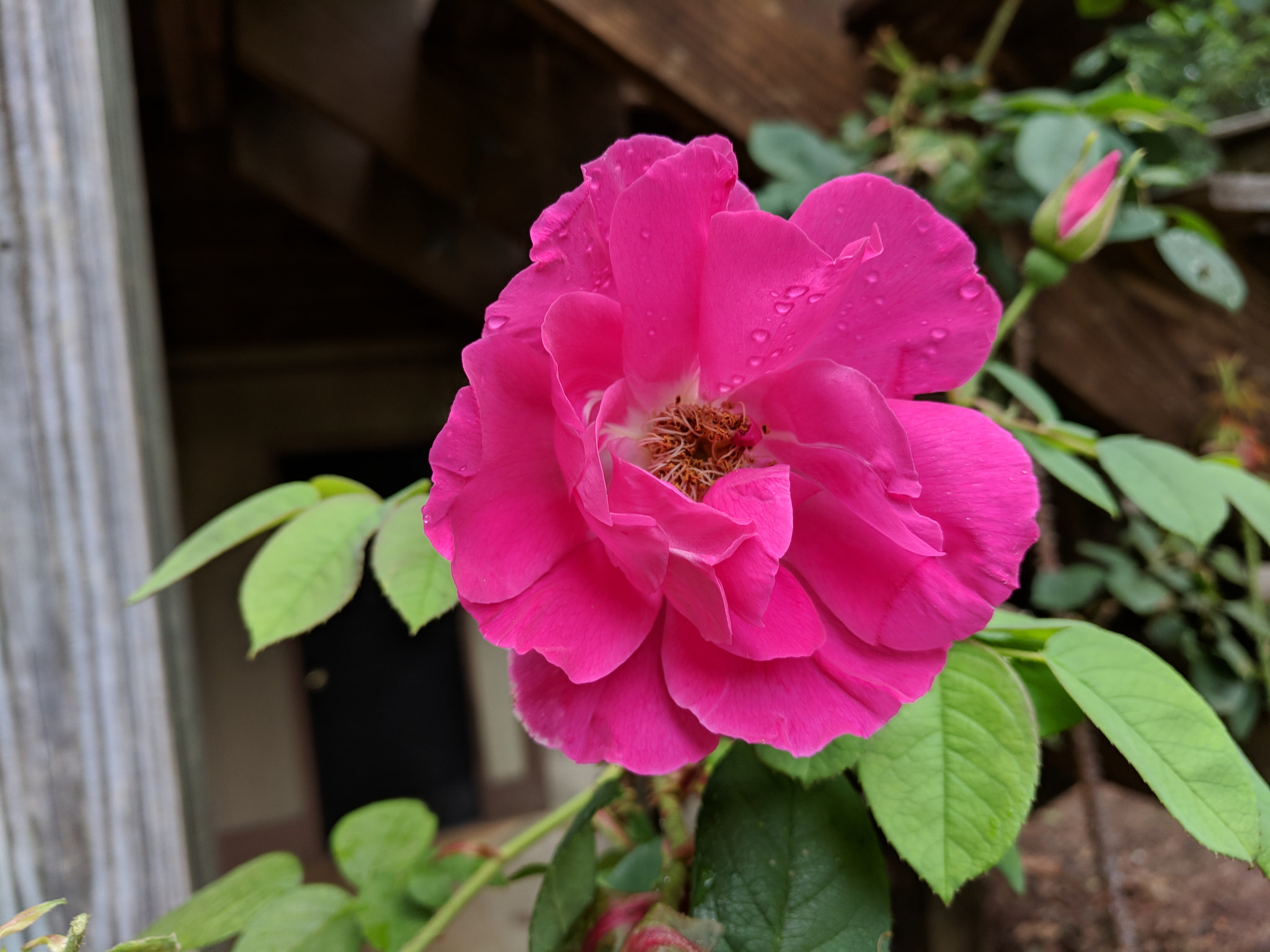 Google Pixel XL sample photo. Classic rose photography