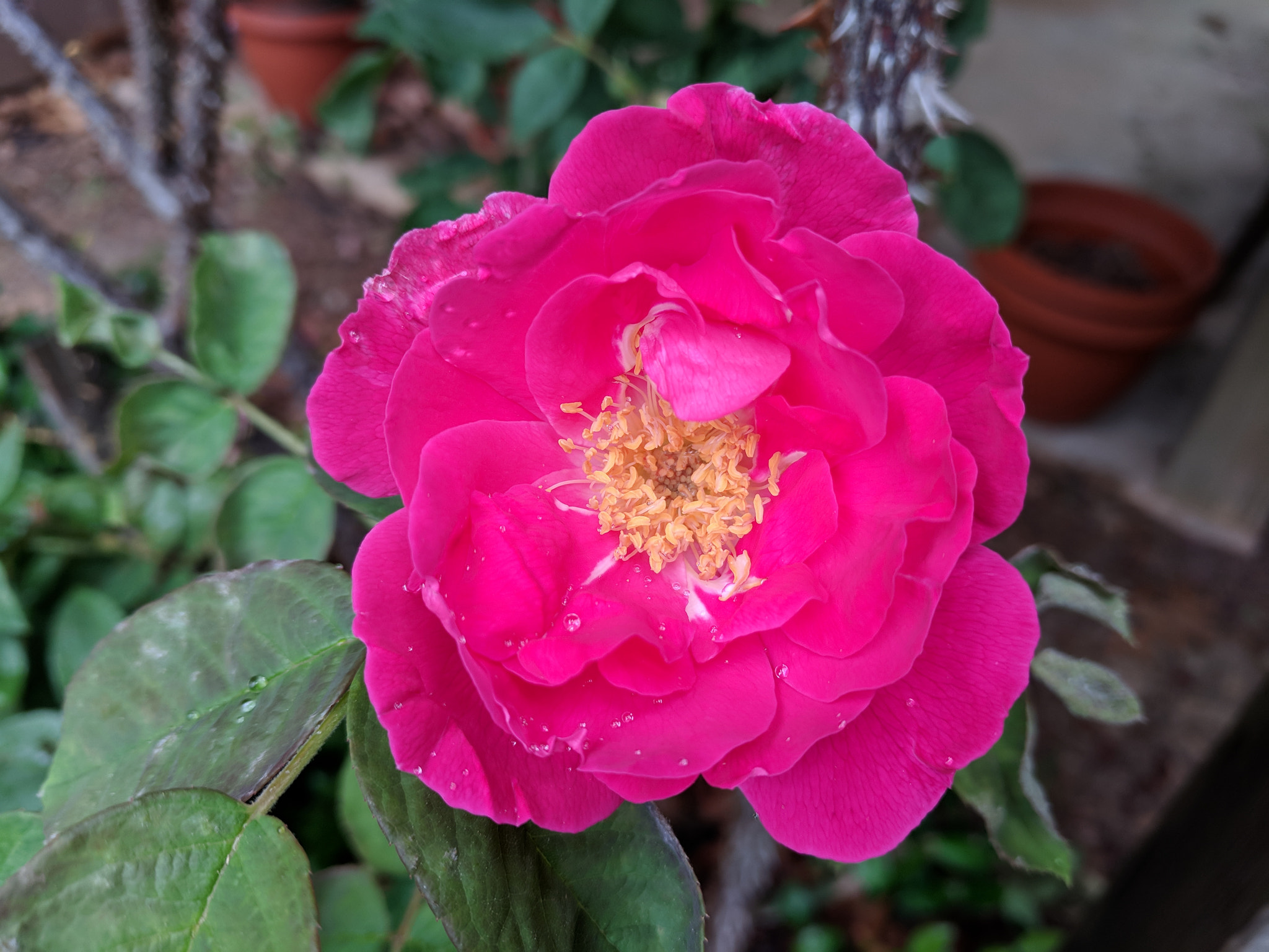 Google Pixel XL sample photo. Classic rose photography