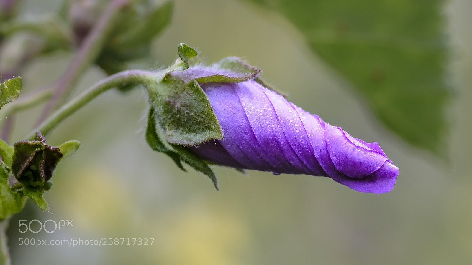 Fujifilm X-T2 sample photo. Great mallow. photography