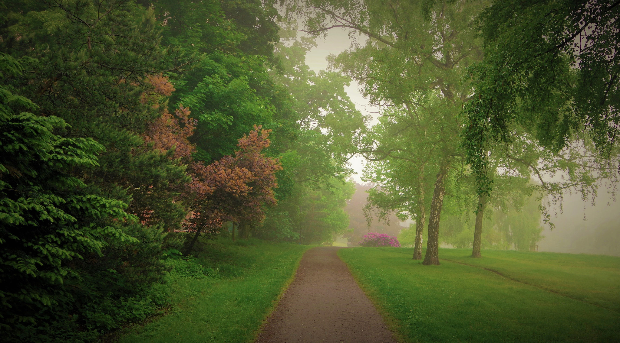 Pentax K-70 sample photo. Fog in the park photography