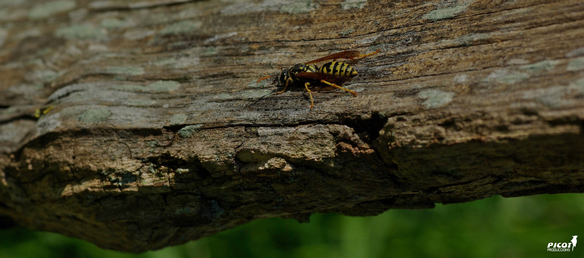 Pentax K10D sample photo. Sant joan les fonts - la garrotxa. photography