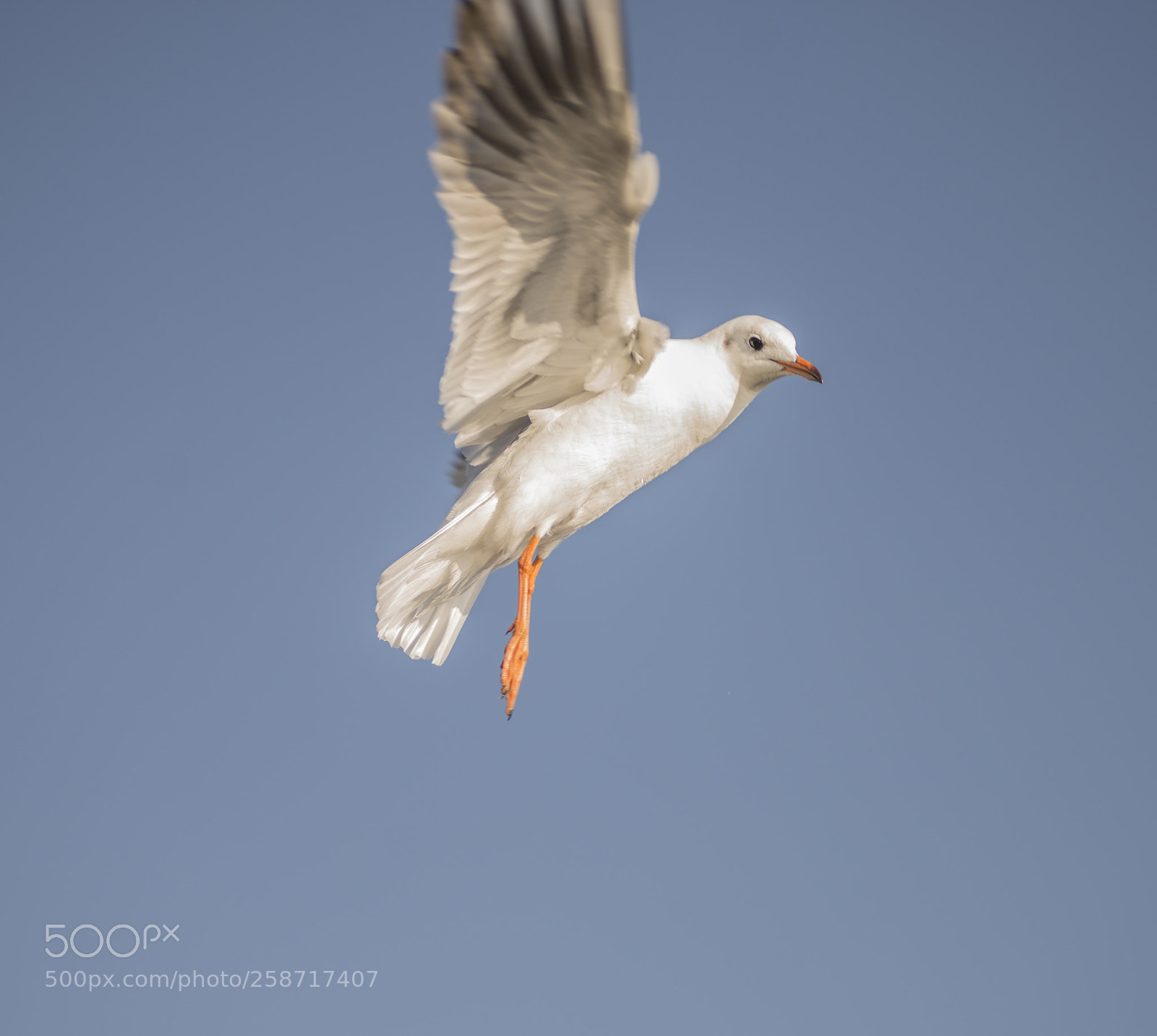 Nikon D600 sample photo. Seagull hovering photography