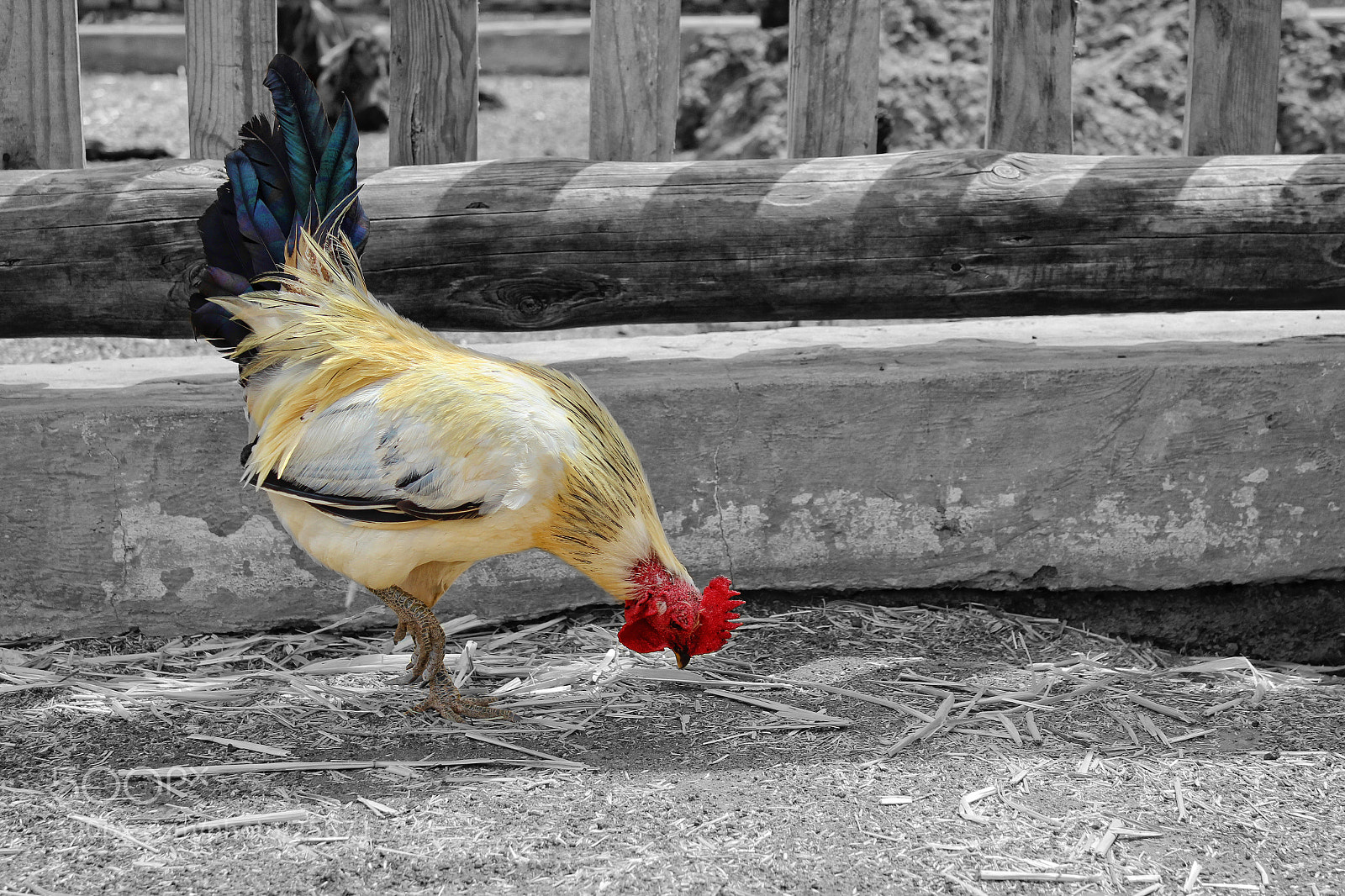 Canon EOS 600D (Rebel EOS T3i / EOS Kiss X5) sample photo. Gallo 1 photography