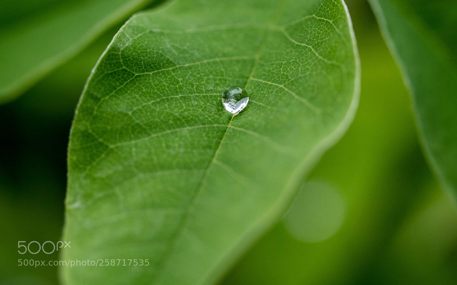 Panasonic Lumix DC-G9 sample photo. Morning droplet photography