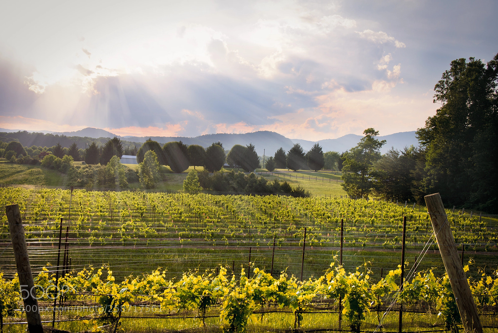 Canon EOS 60D sample photo. Mountain vineyard photography