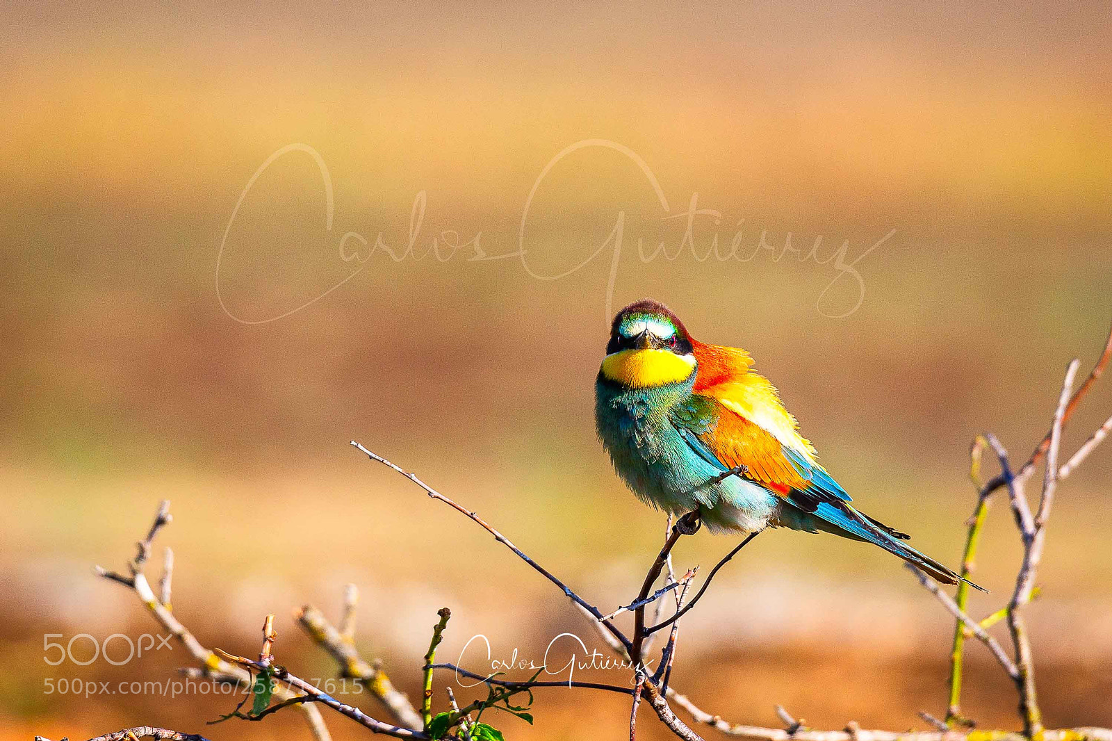 Canon EOS 6D sample photo. Abejarruco photography