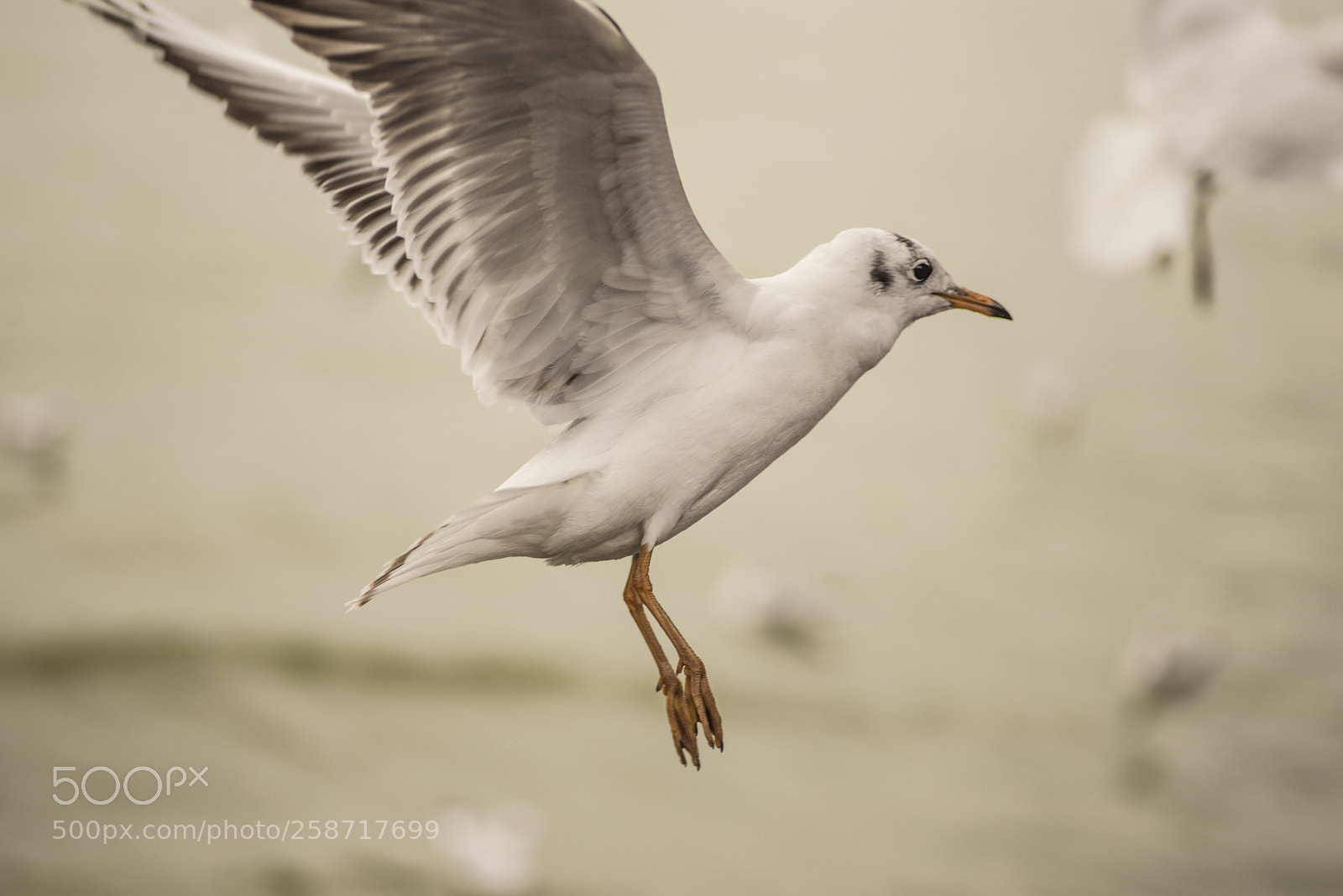 Nikon D600 sample photo. Seagull hovering 2 photography