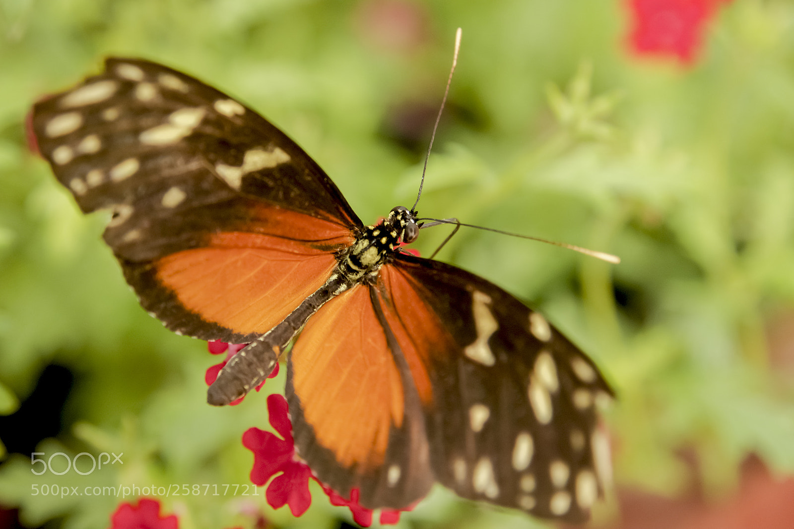 Sony SLT-A77 sample photo. Butterfly ,heliconius melpomene photography