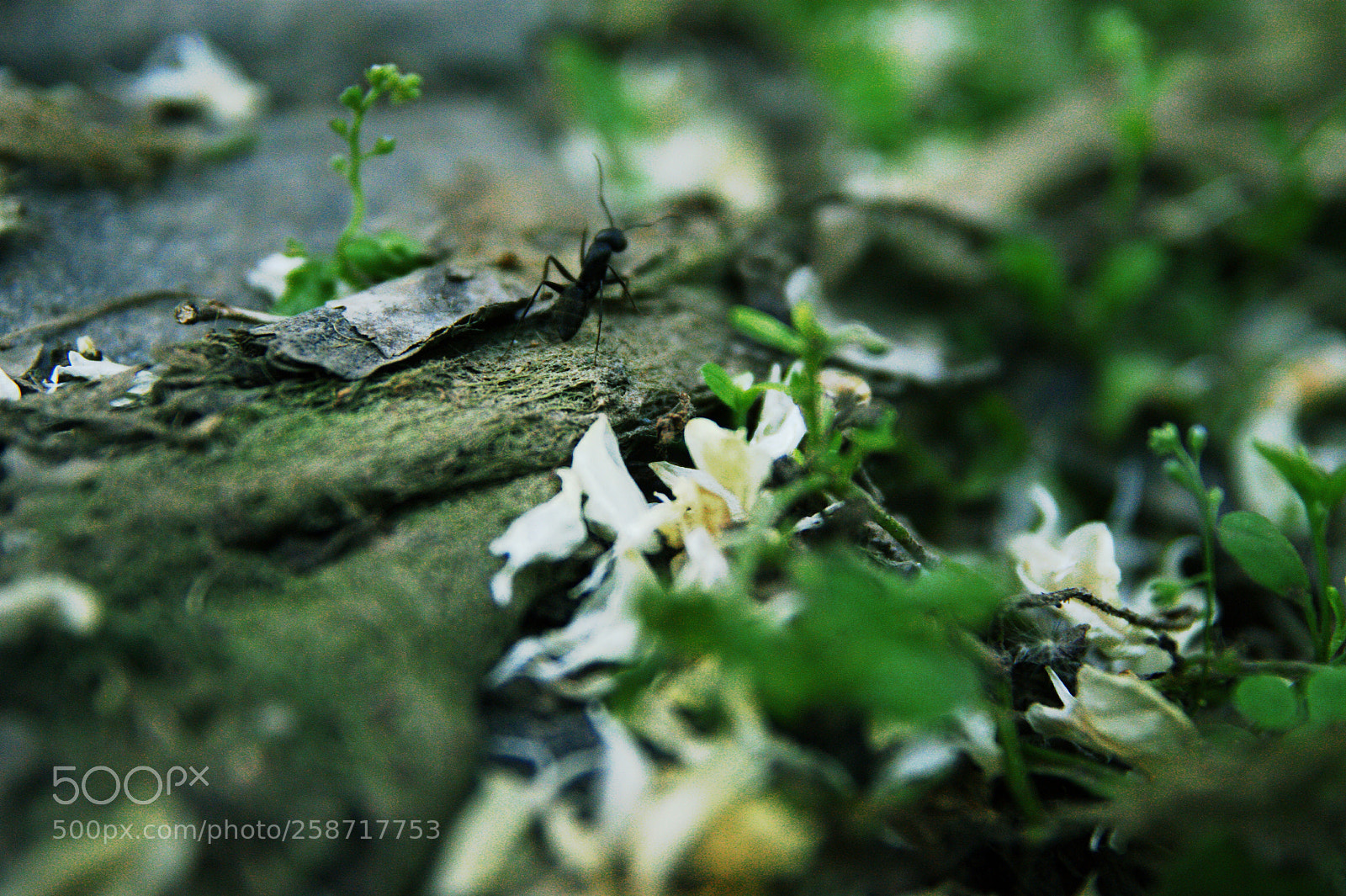 Sony Alpha DSLR-A350 sample photo. By  7 age boy photography