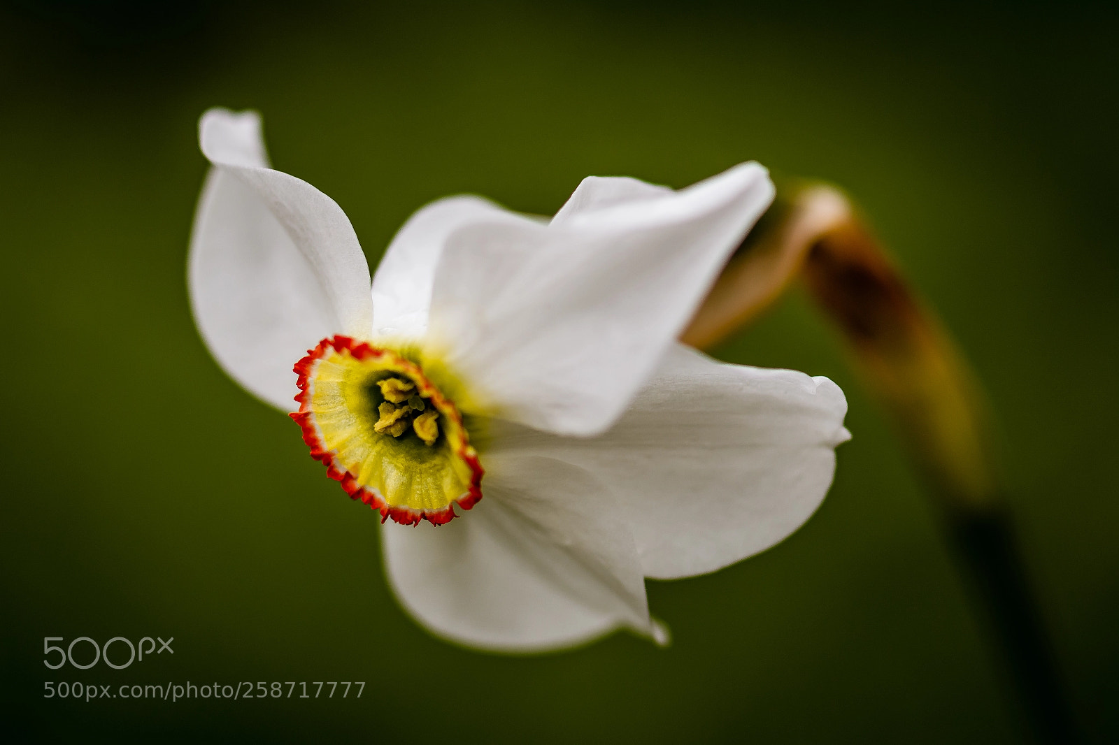 Nikon D7100 sample photo. Jonquil photography