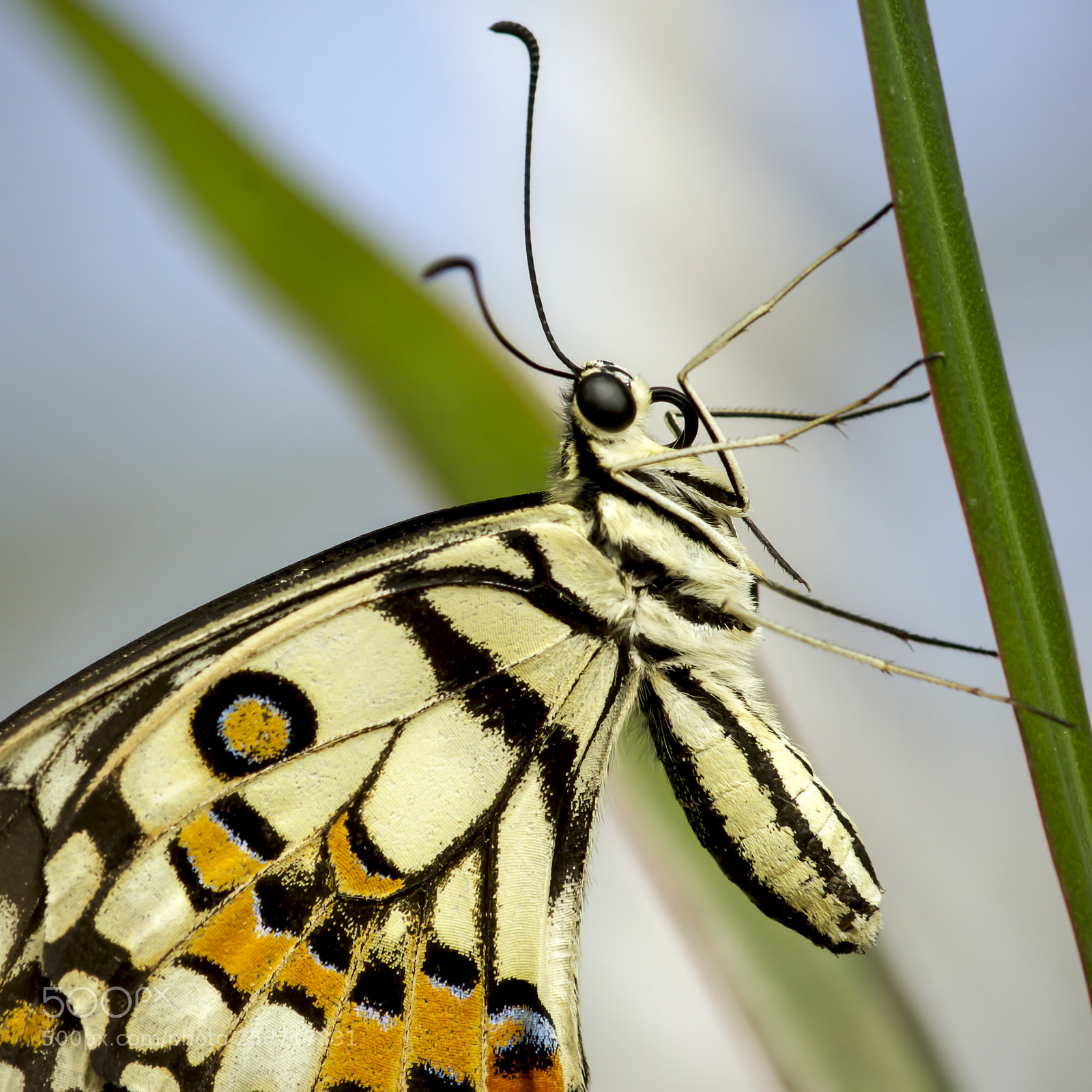 Sony SLT-A77 sample photo. Beautiful lime butterfly papilio photography