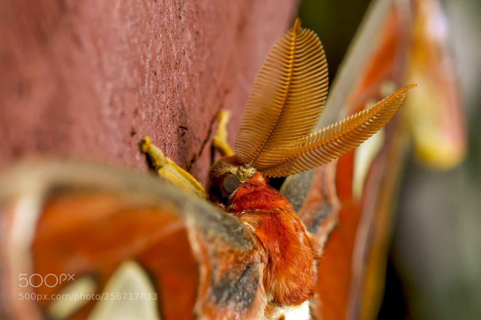 Sony SLT-A77 sample photo. Giant atlas moth. attacus photography