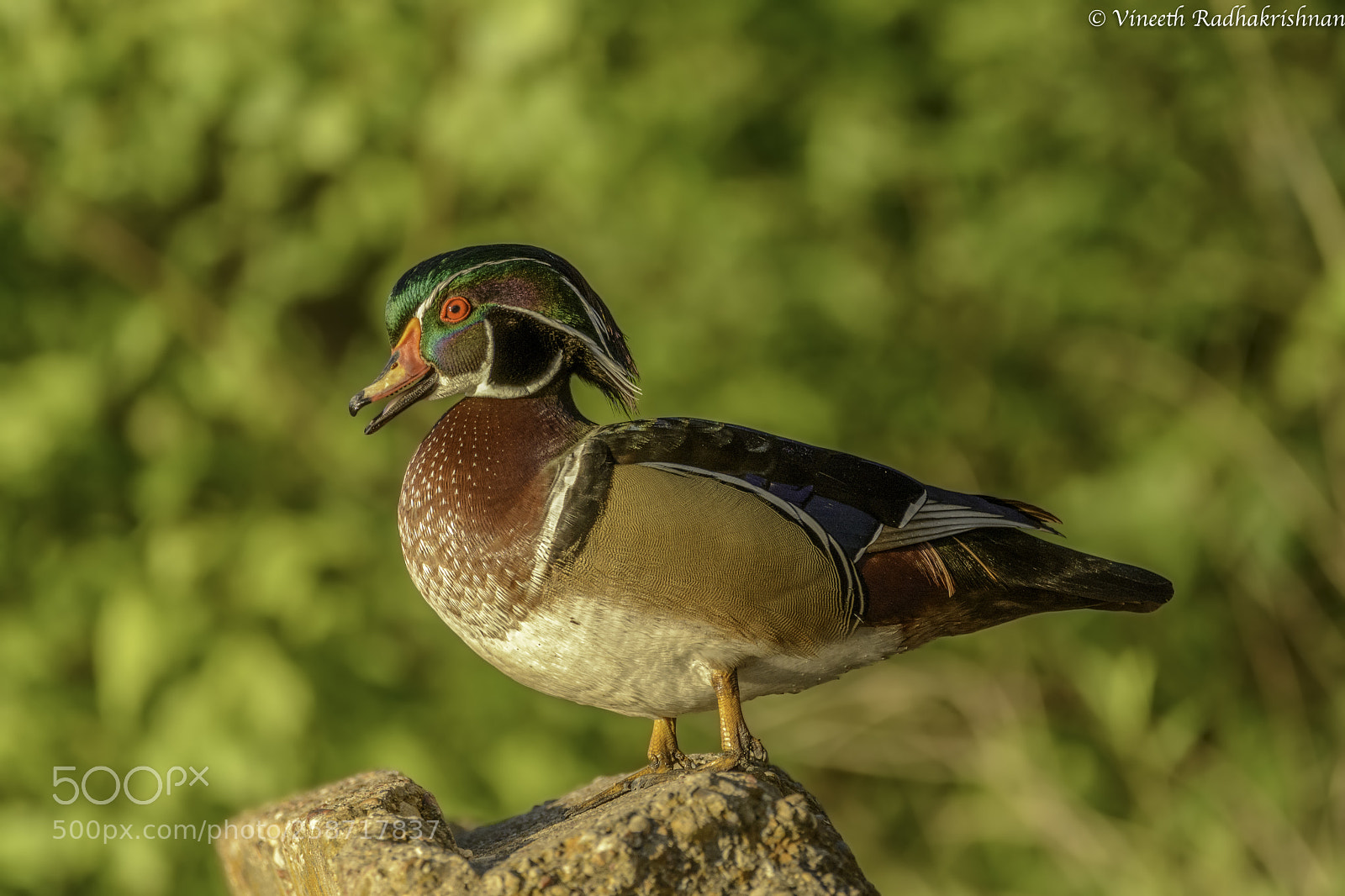 Nikon D7100 sample photo. Woodie male photography