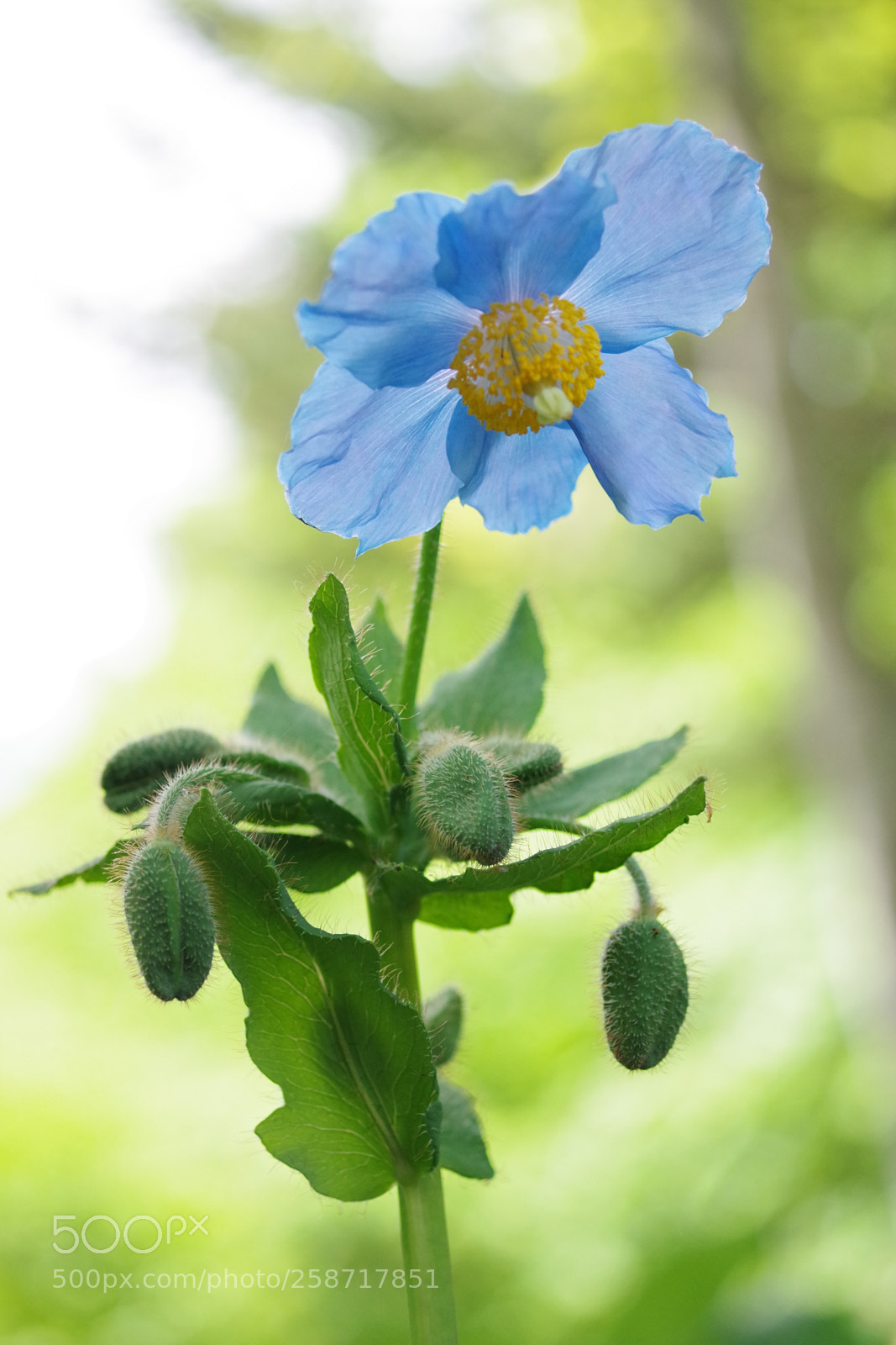 Pentax K-70 sample photo. Bluepoppy photography
