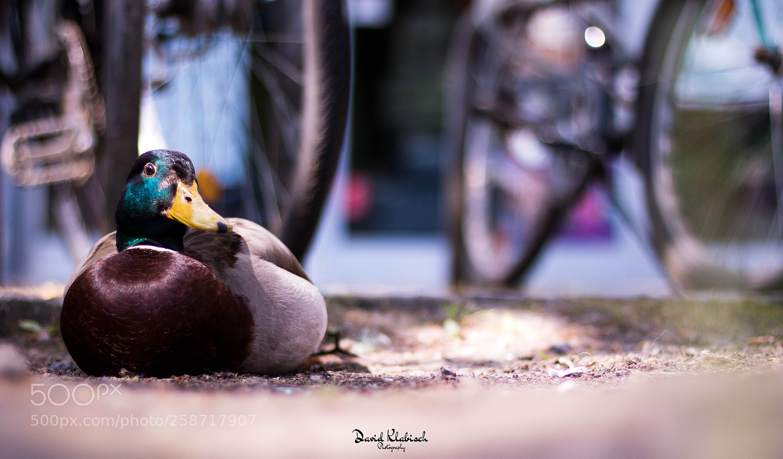 Canon EOS 750D (EOS Rebel T6i / EOS Kiss X8i) sample photo. Duck on the street photography