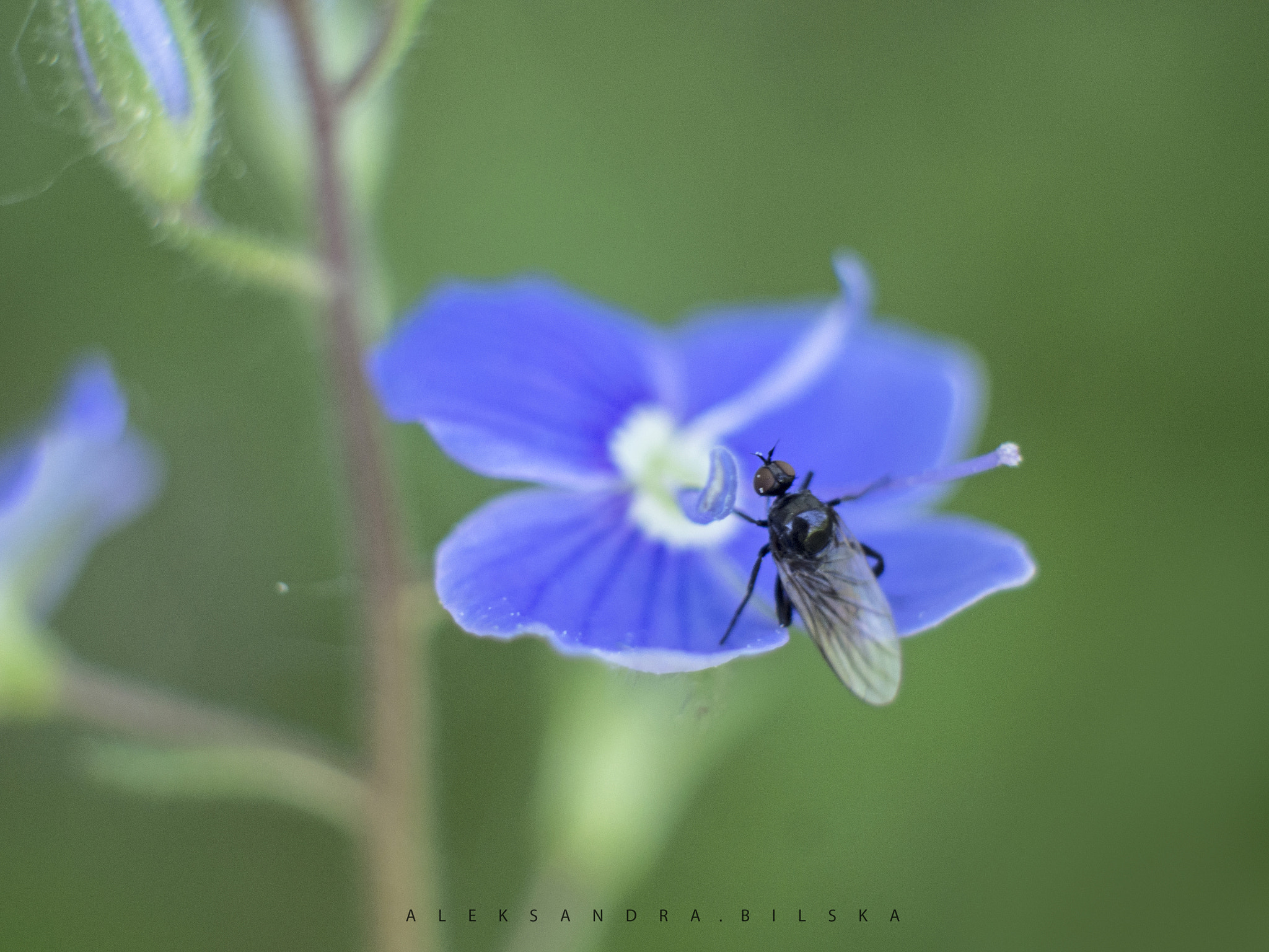 Olympus PEN E-PL6 sample photo. * photography