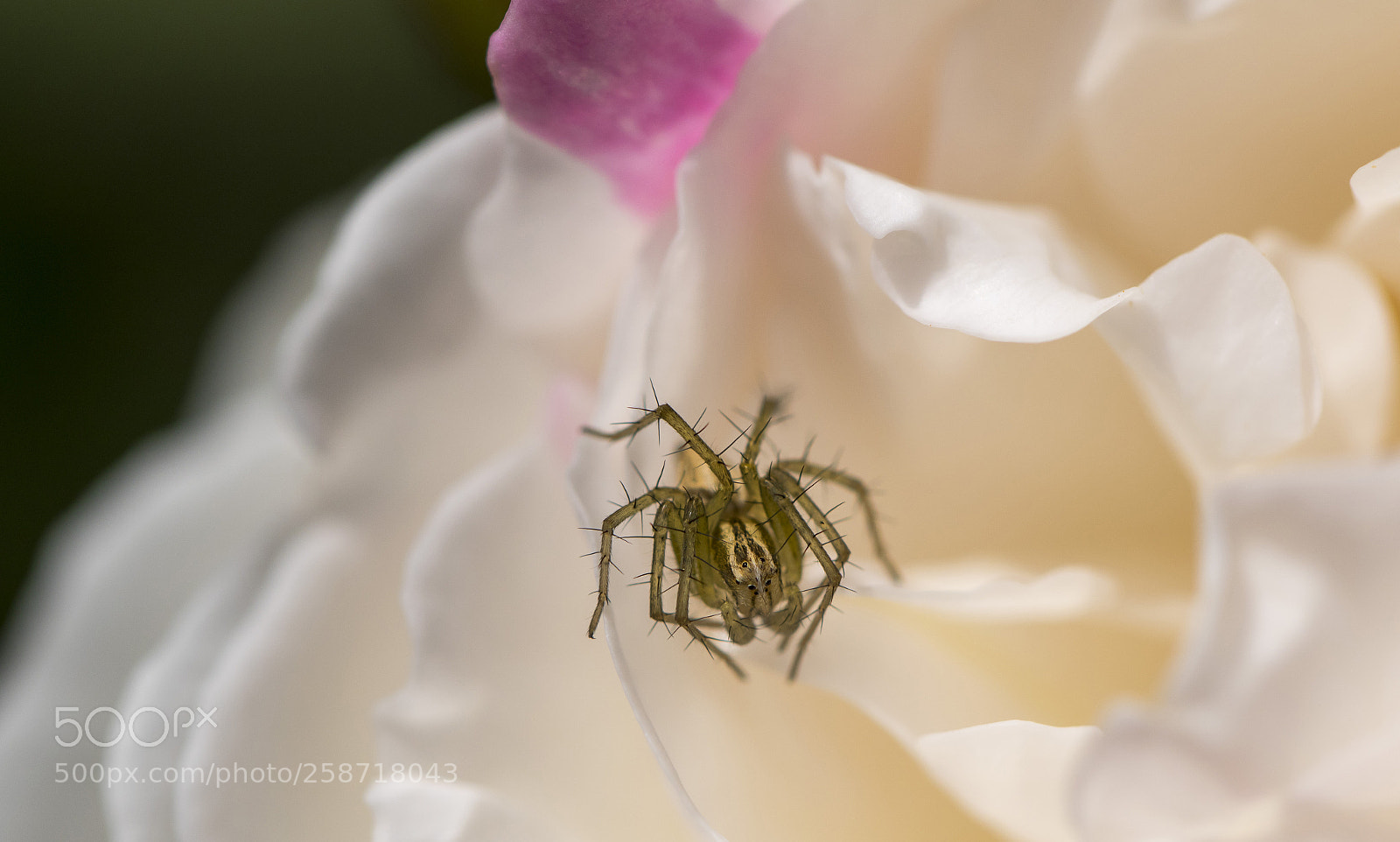 Canon EOS 7D Mark II sample photo. Roses photography