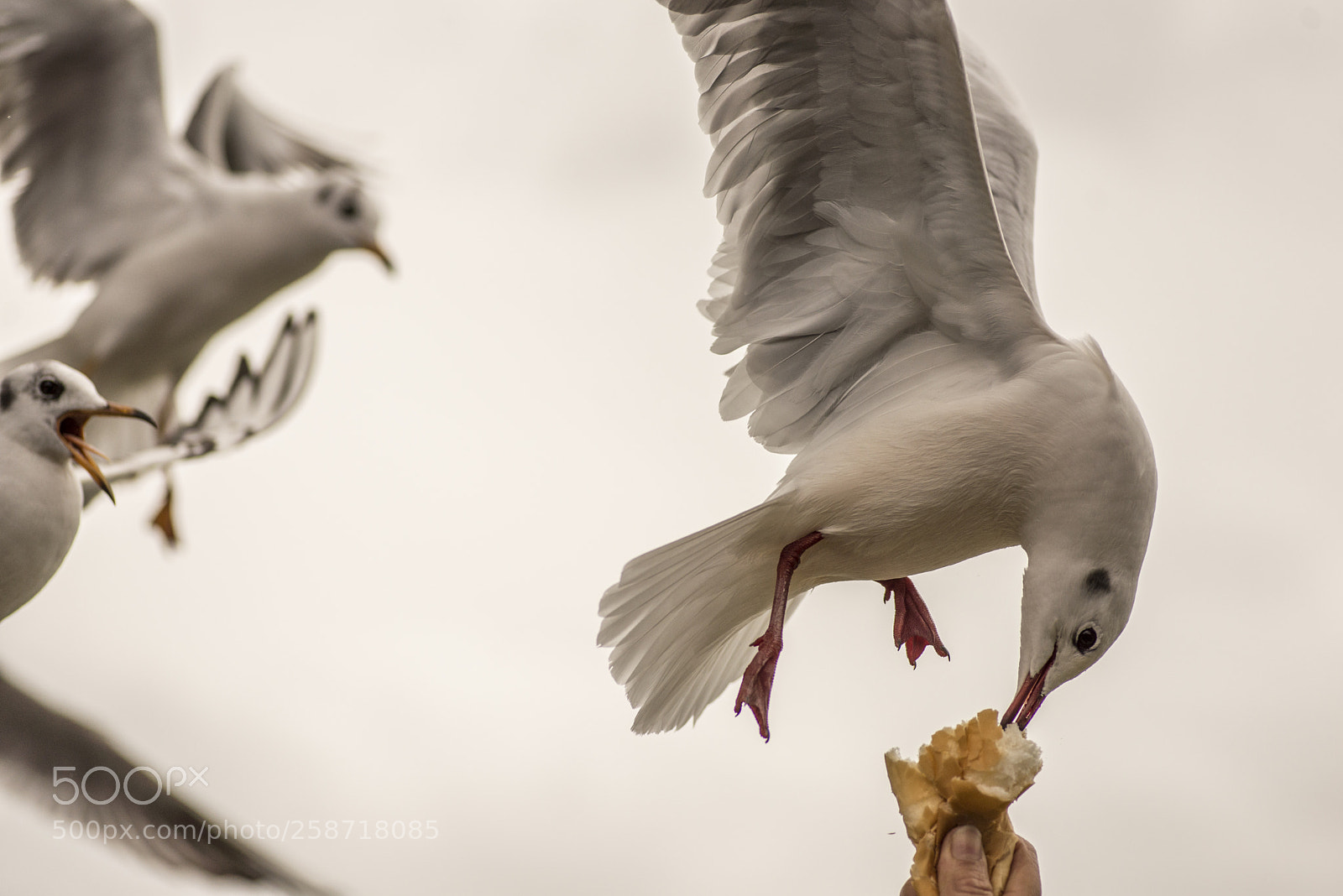 Nikon D600 sample photo. Seagull feeding 2 photography