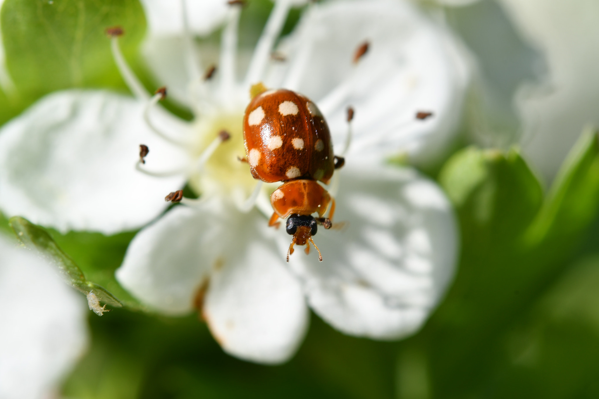 Nikon AF-S Micro-Nikkor 60mm F2.8G ED sample photo