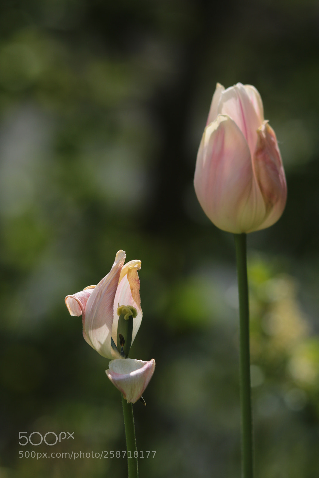 Canon EOS 750D (EOS Rebel T6i / EOS Kiss X8i) sample photo. Circle of life photography